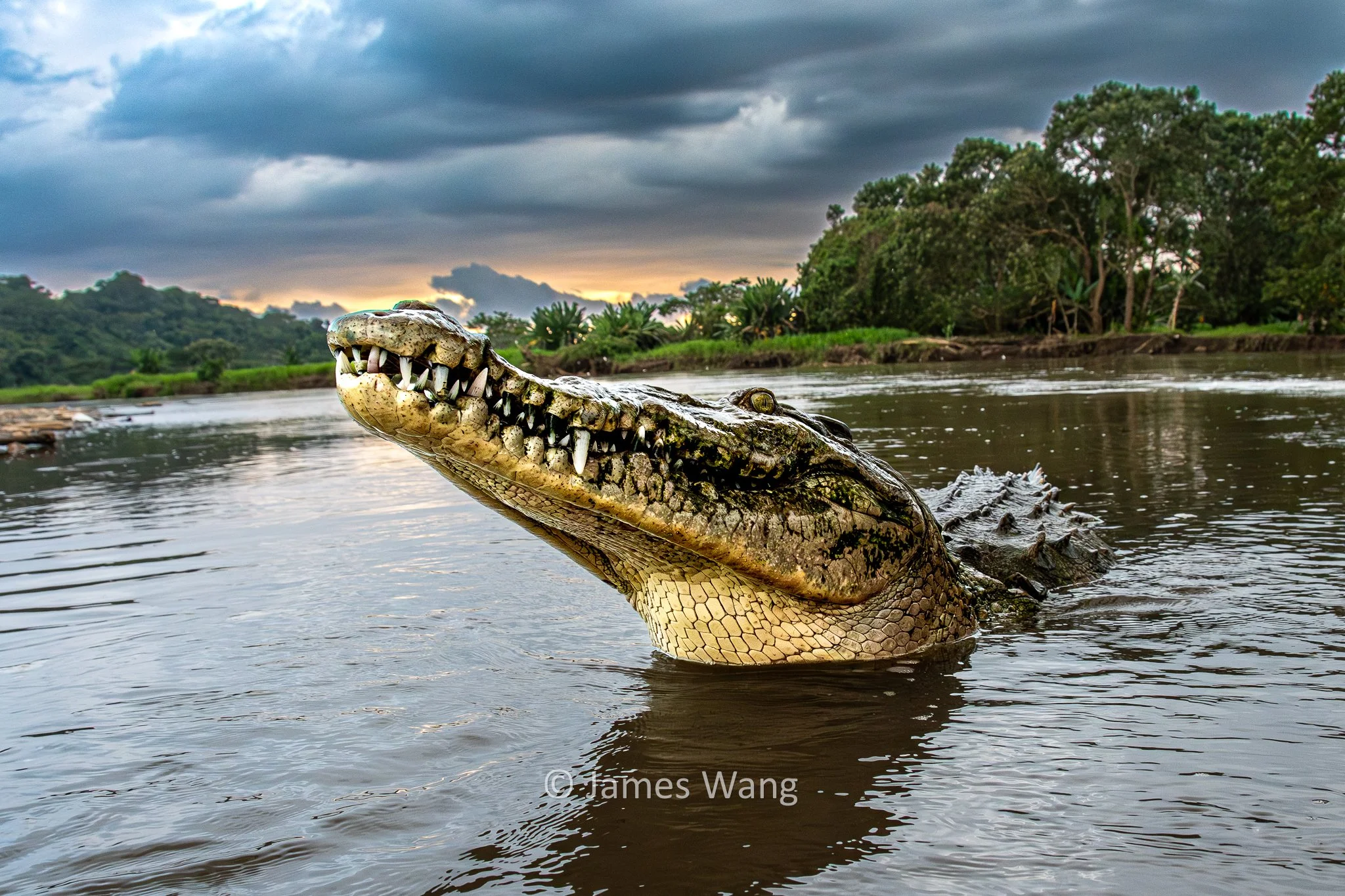 Big Crock - American Crocodile