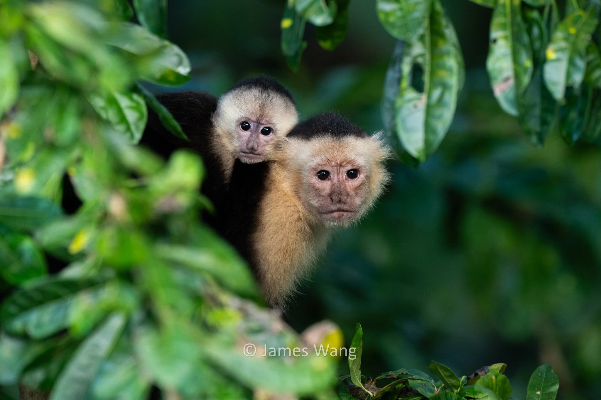 Mother and Infant - White Faced Capuchin