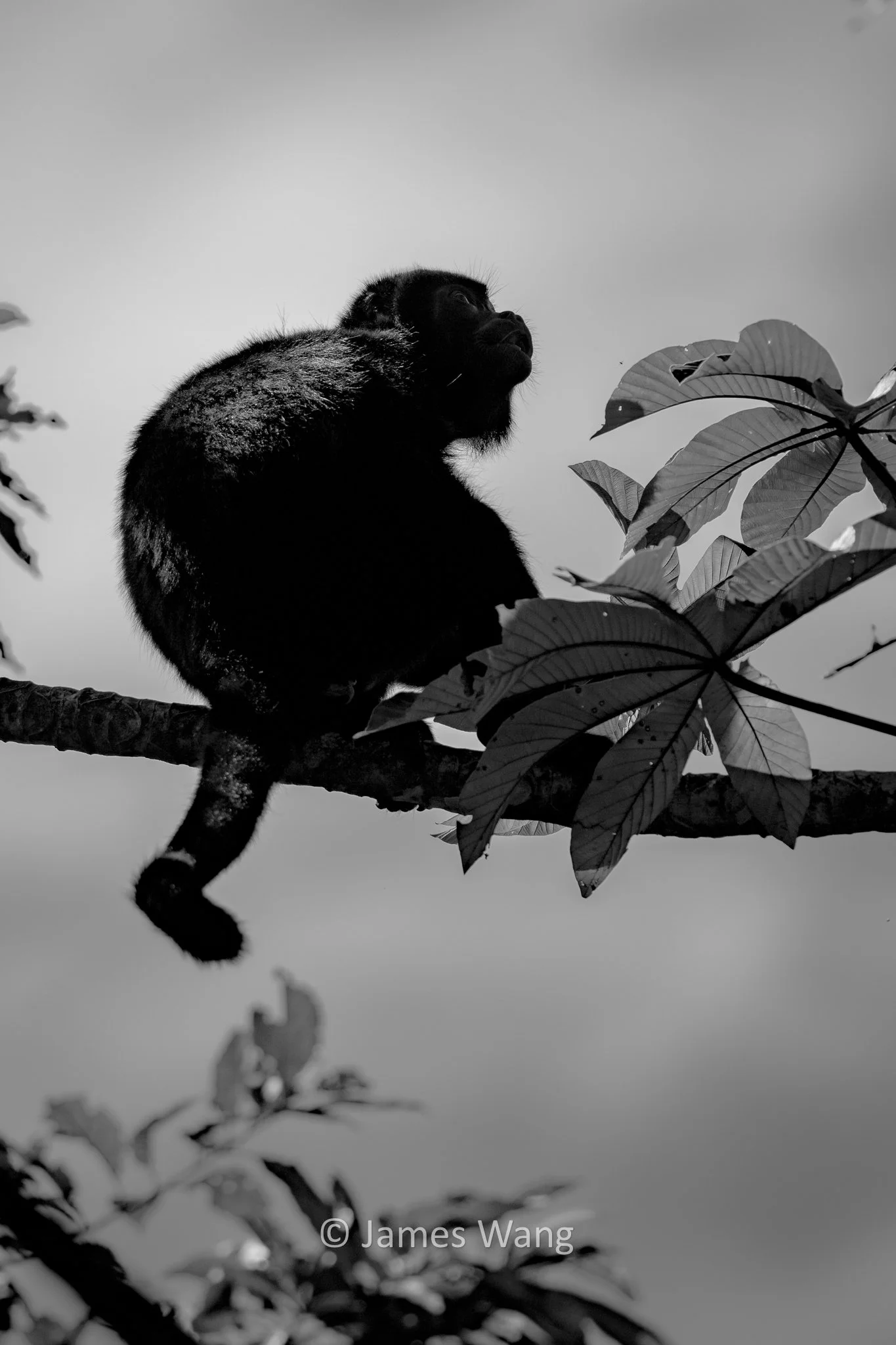 Silver Sky - Howler Monkey