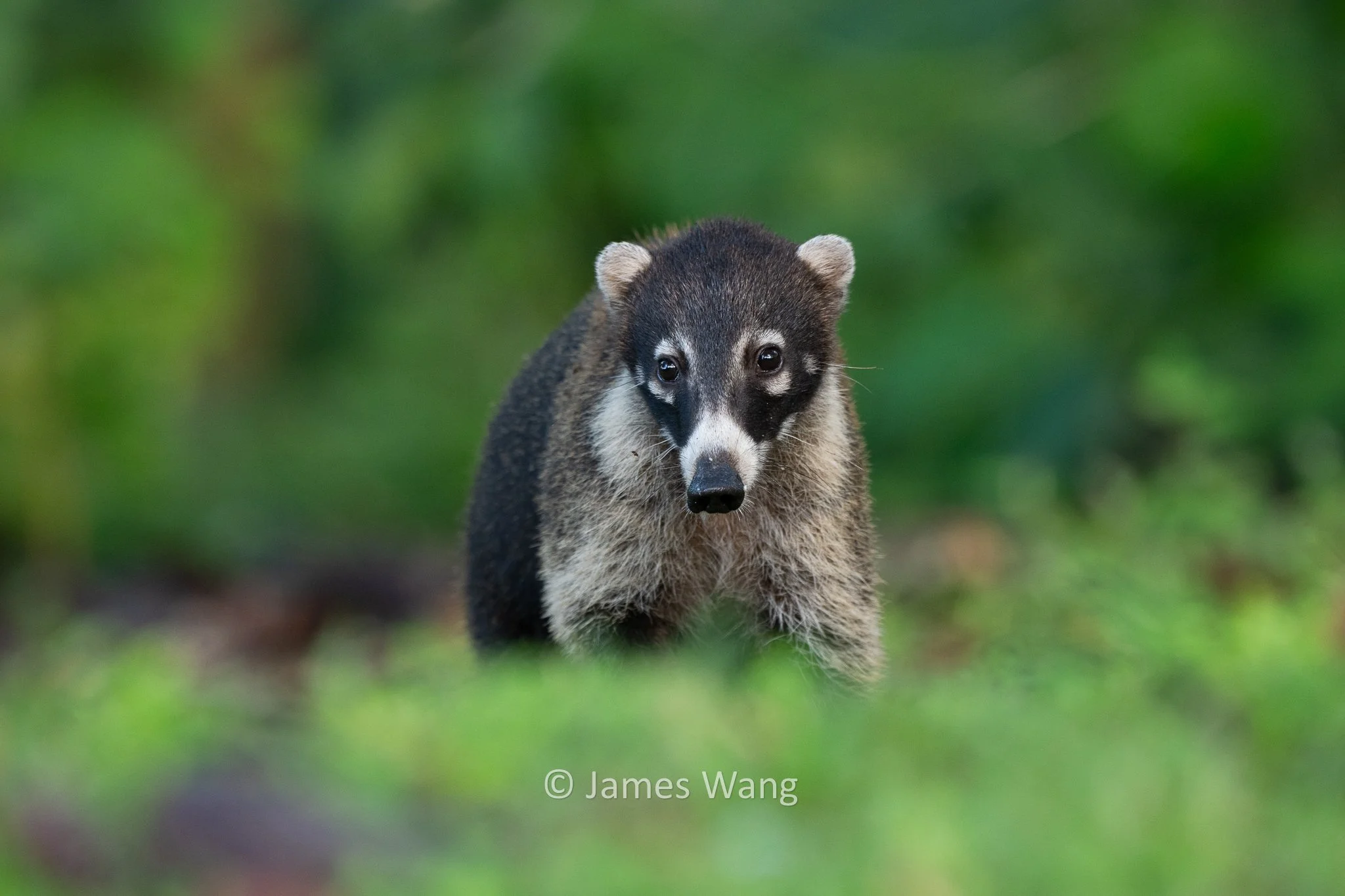 Amblin' - Coatimundi
