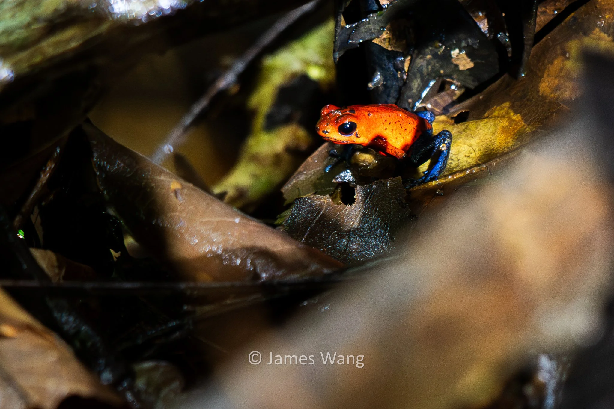 Little Death - Poison Dart Frog (Oophaga pomilio)