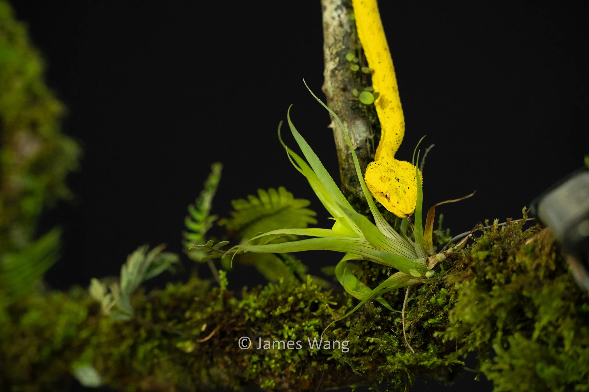 Out to Dinner - Eyelash Viper