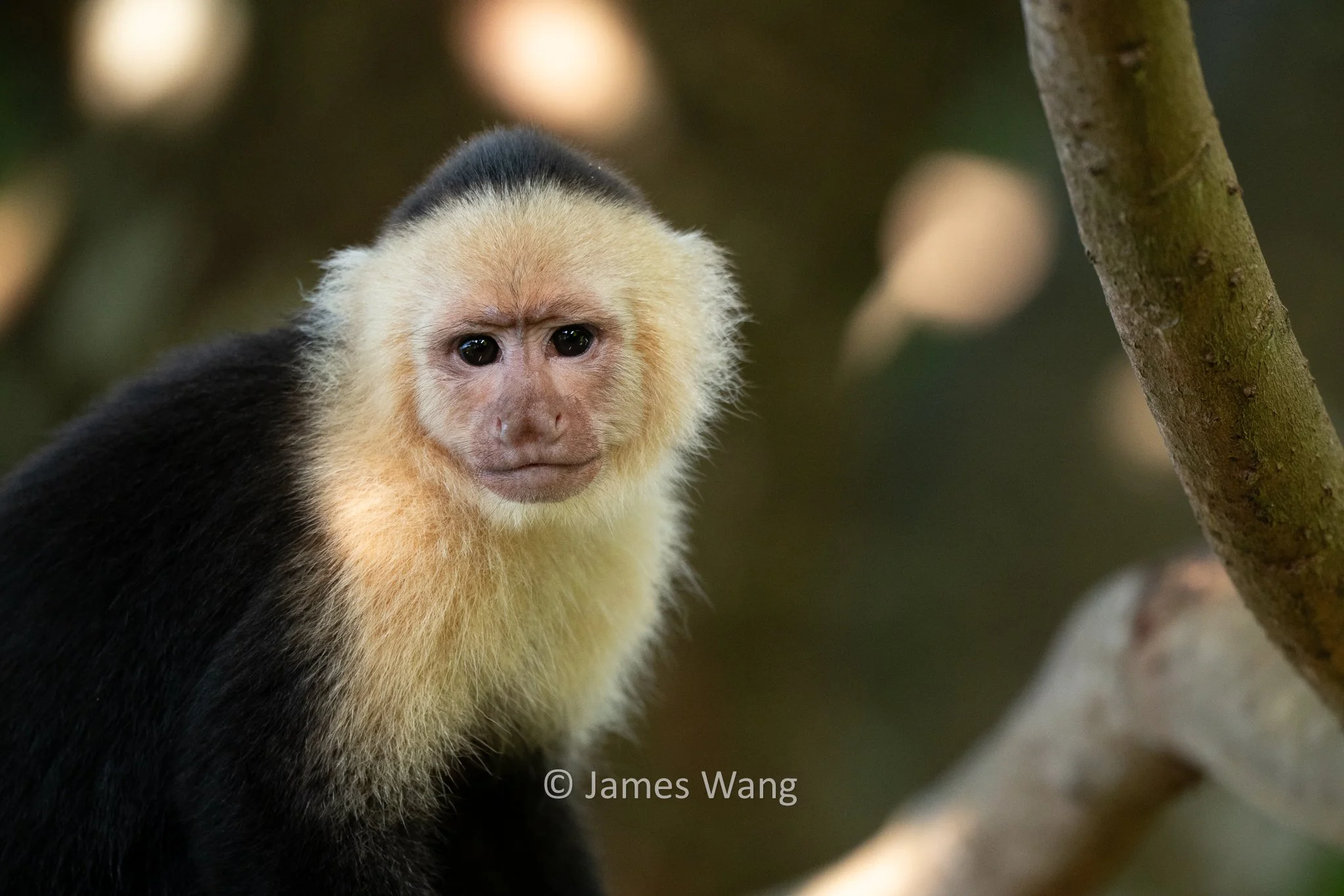 Just Thinking - White Faced Capuchin