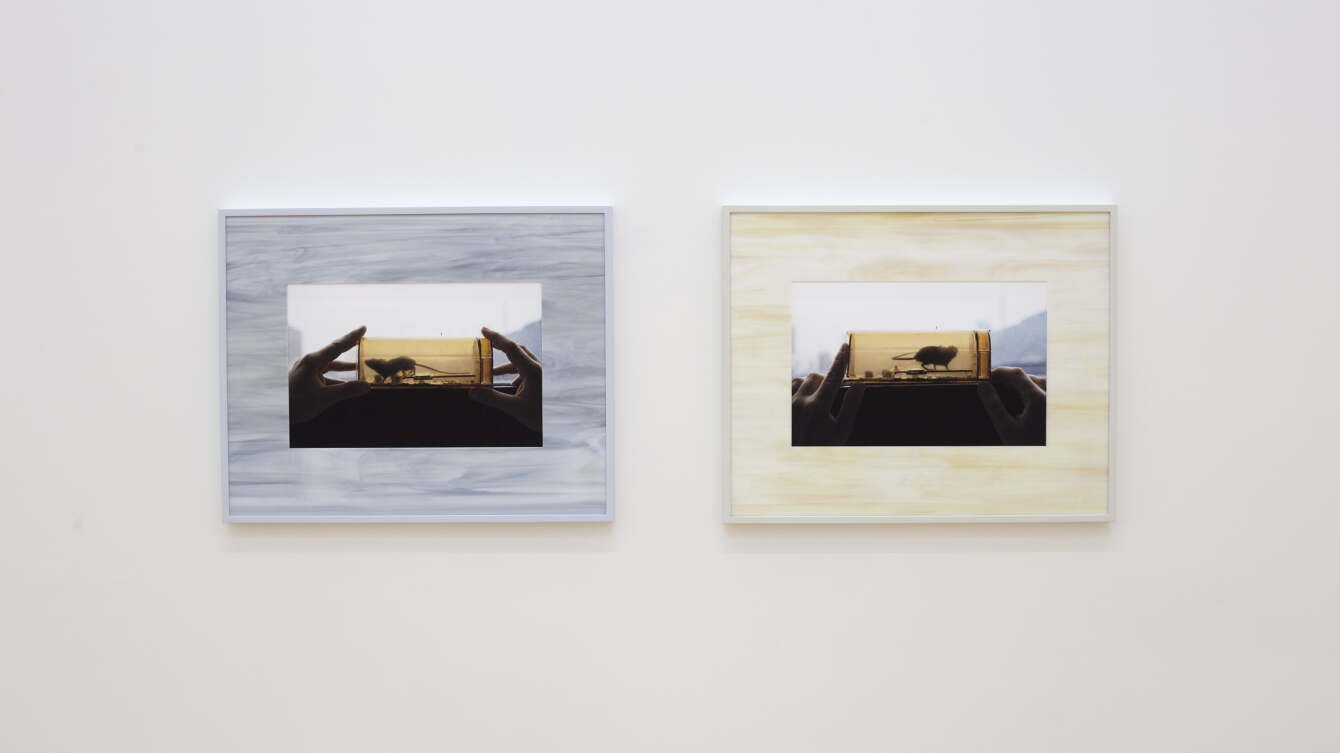 Nadia Belerique, Body in Trouble, Installation View