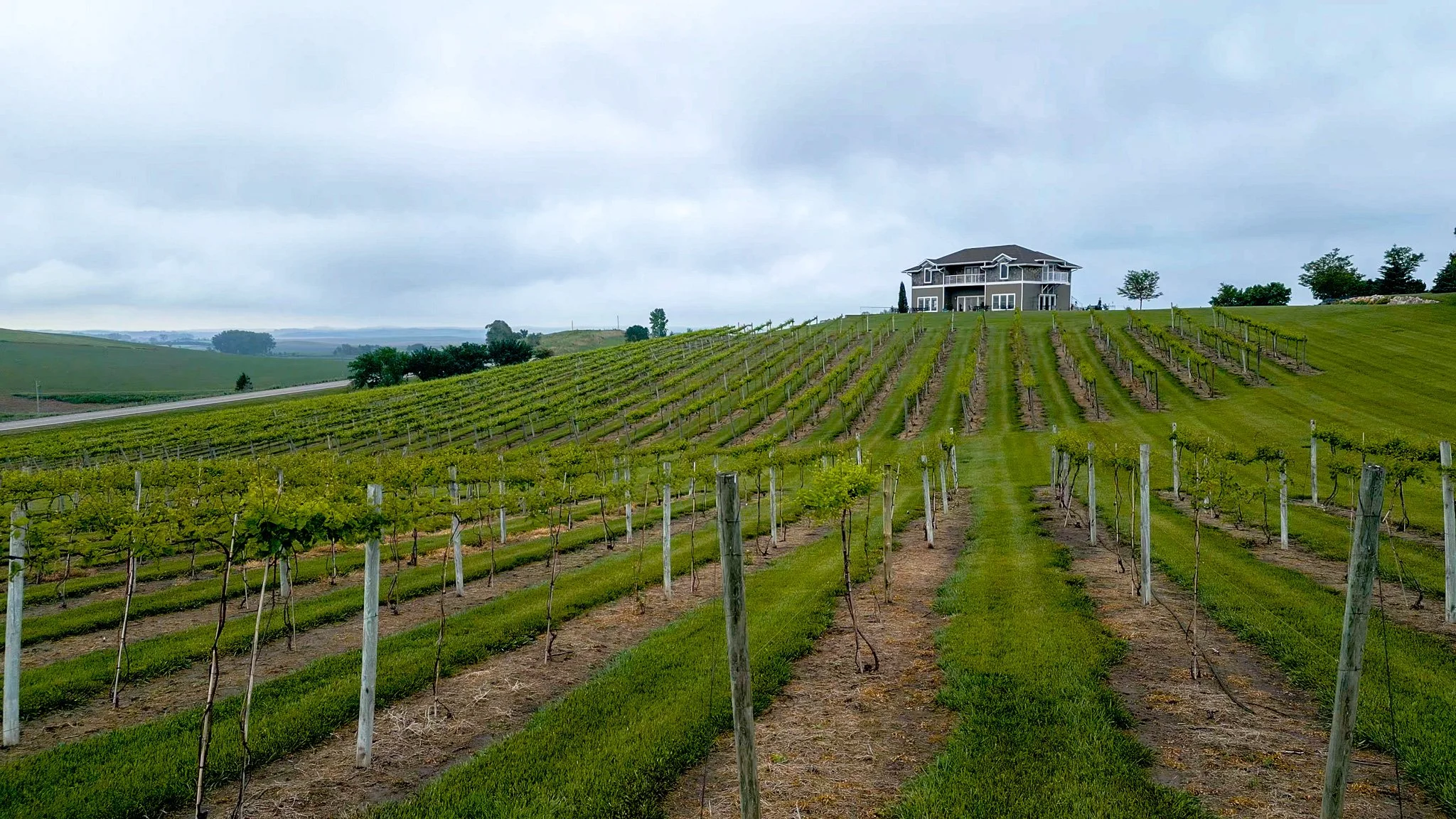 06.01.2024 paige-and-jacob-sharp vineyard-01.jpg