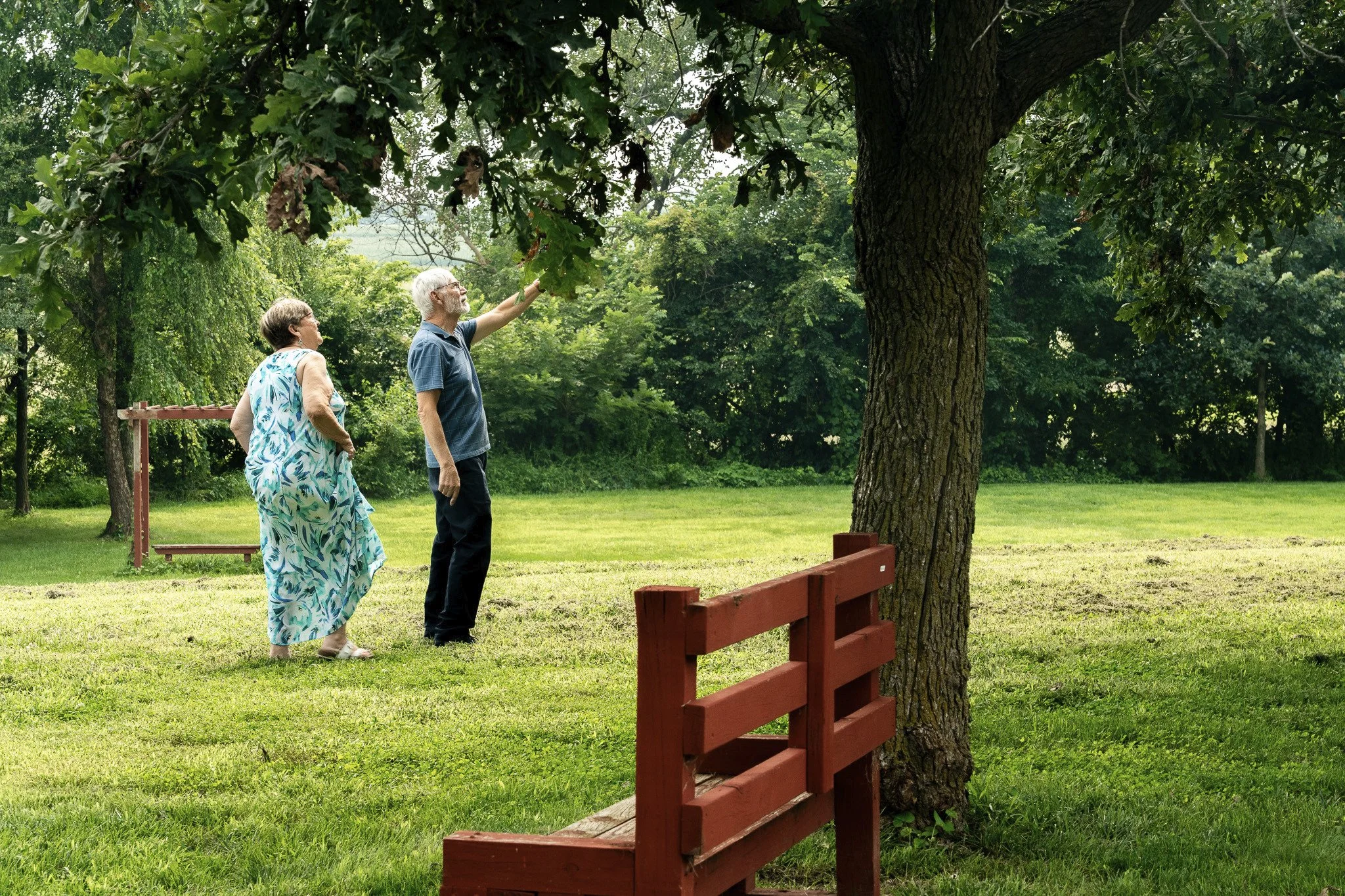 An elderly man and woman in a park standing near a large tree, looking at it and pointing upward. The man is wearing a blue shirt and black pants, while the woman is in a sleeveless, patterned dress. There are benches and greenery in the background.