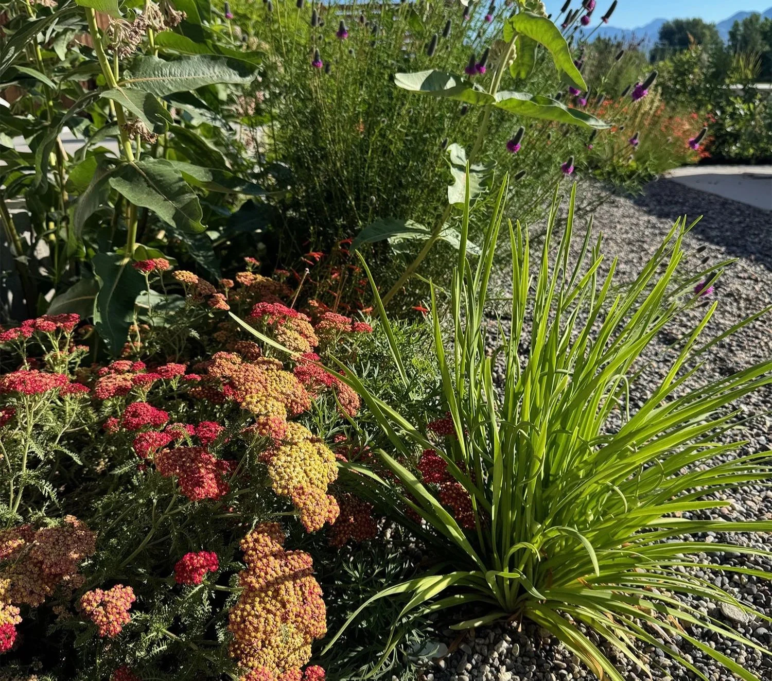 Dabney-Studio-Xeriscape-Garden-Bozeman-2.jpg