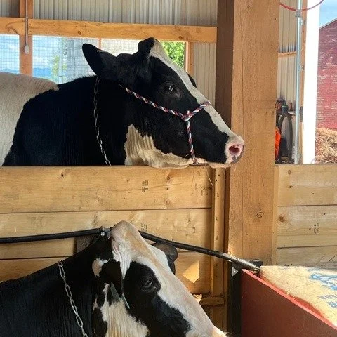 We went to the Addison County Fair in New Haven, Vermont. I am always inspired by the cows and the families that bring them from their farms. Traditionally this fair runs between the second and third cutting of hay and this year will go through Satur