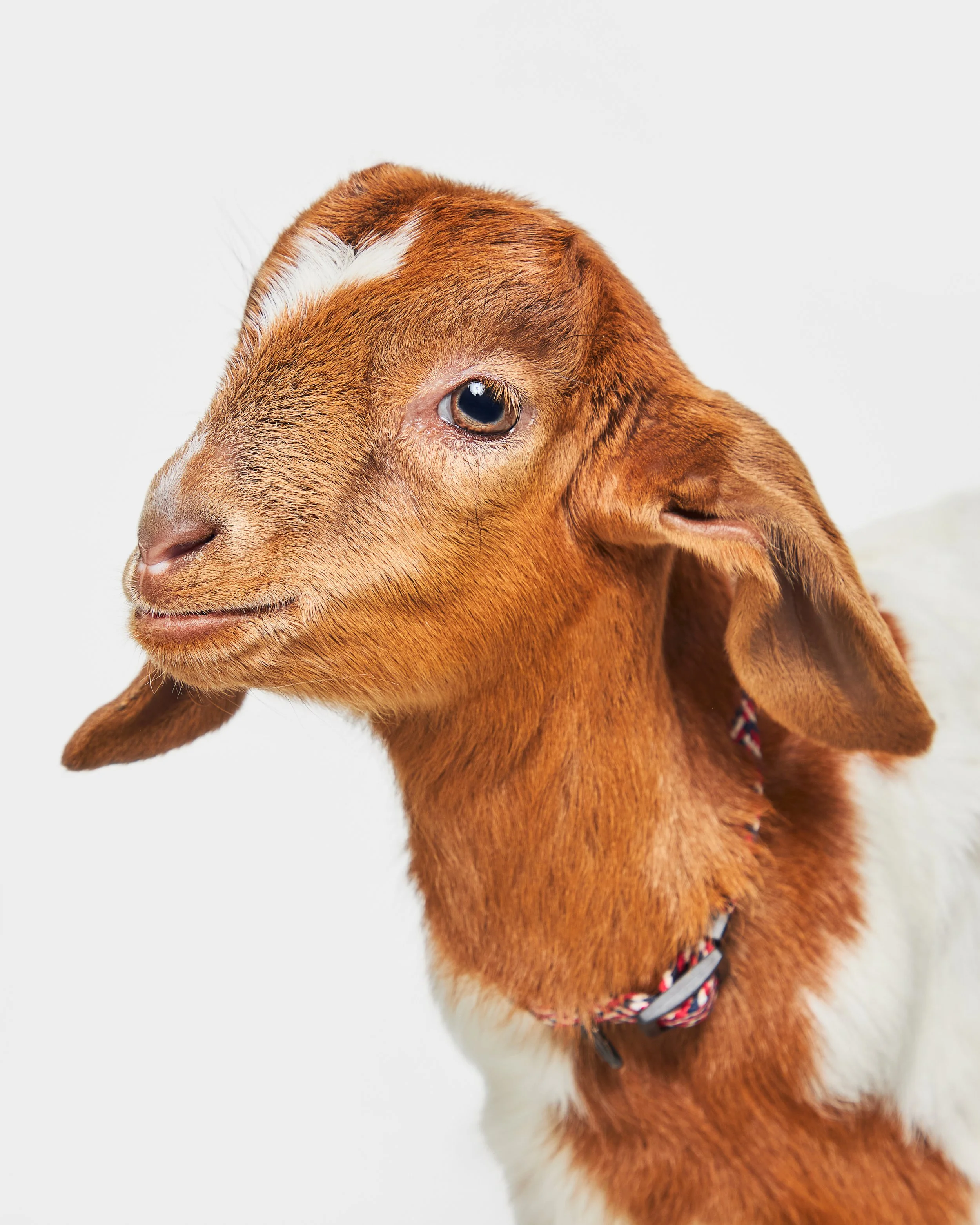 56_2025_01_Adoptist_BY_RICARDO_SOLIS.jpg