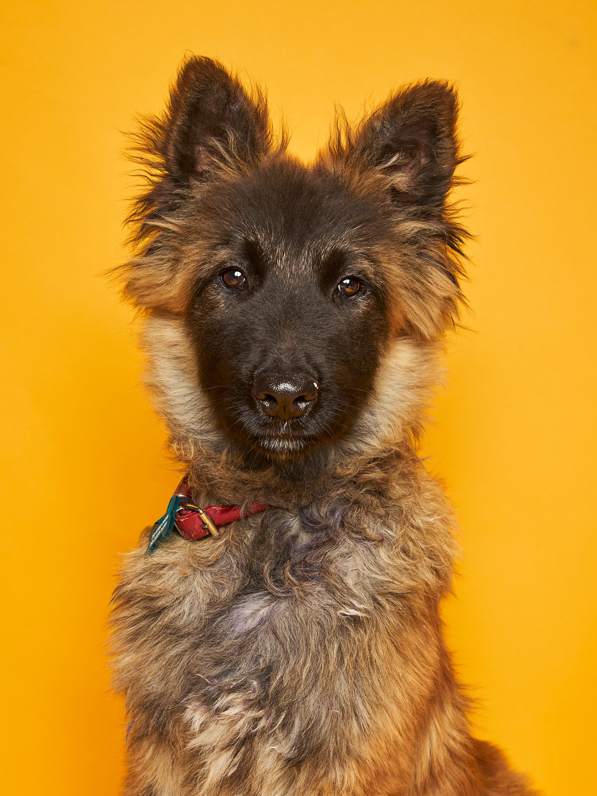 2026_01_22_Adoptist_BY_RICARDO_SOLIS_48.jpg