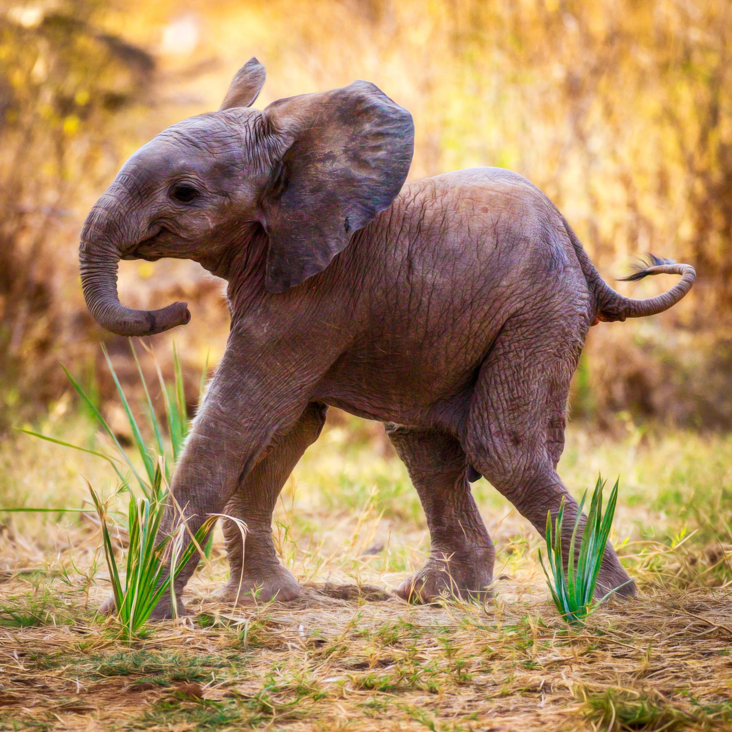 African Elephant Baby