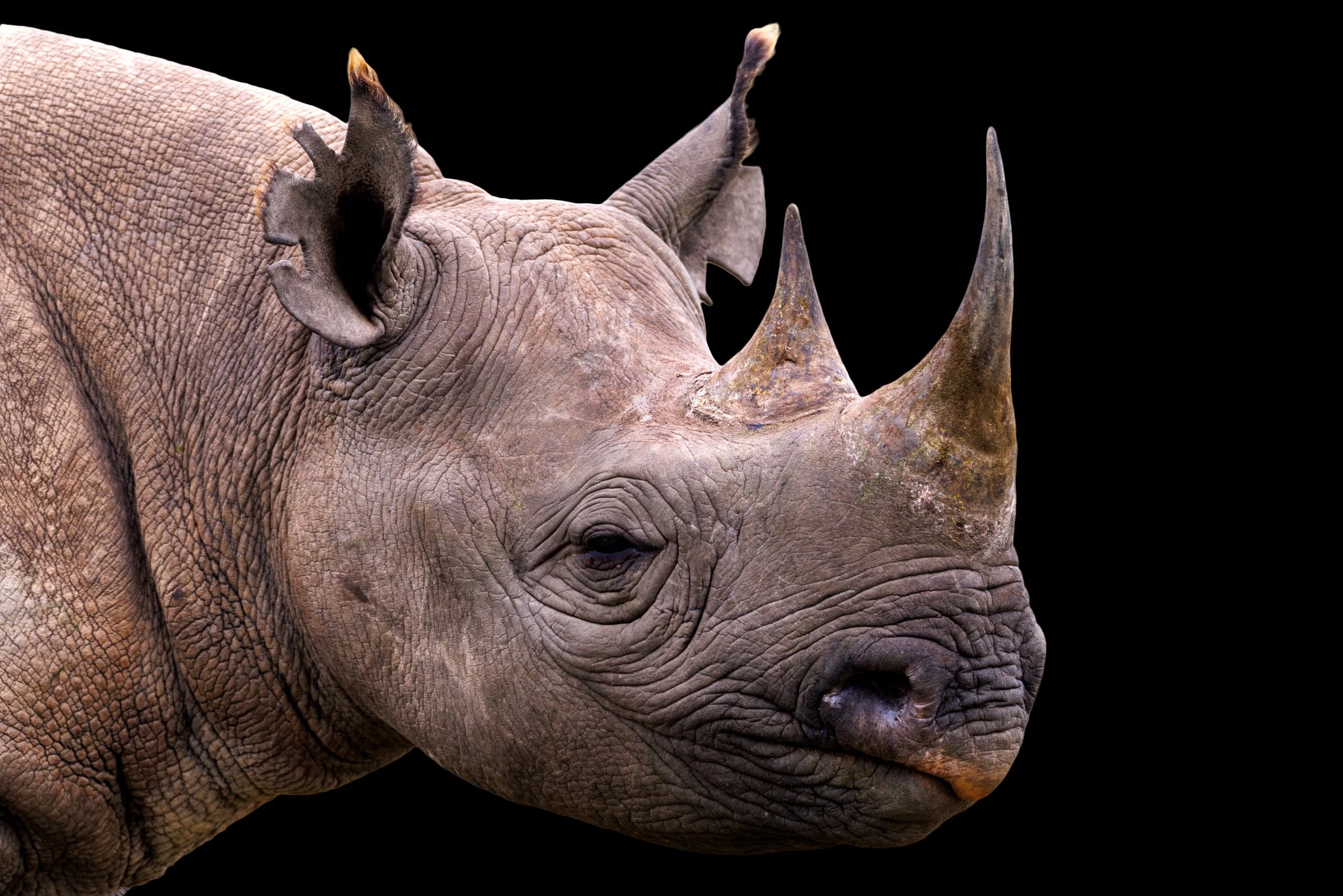 Black Rhinoceros 