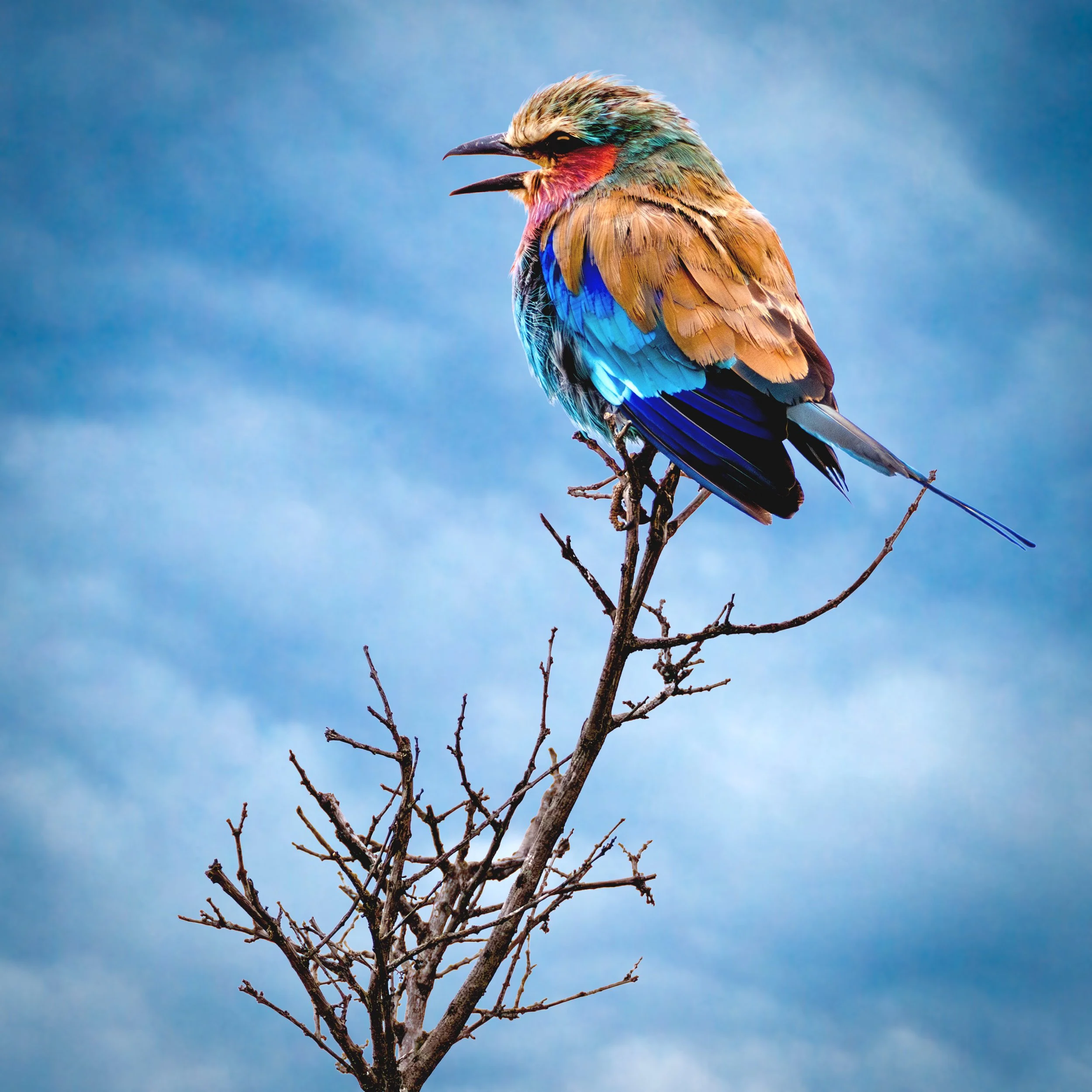 Lilac Breasted Roller