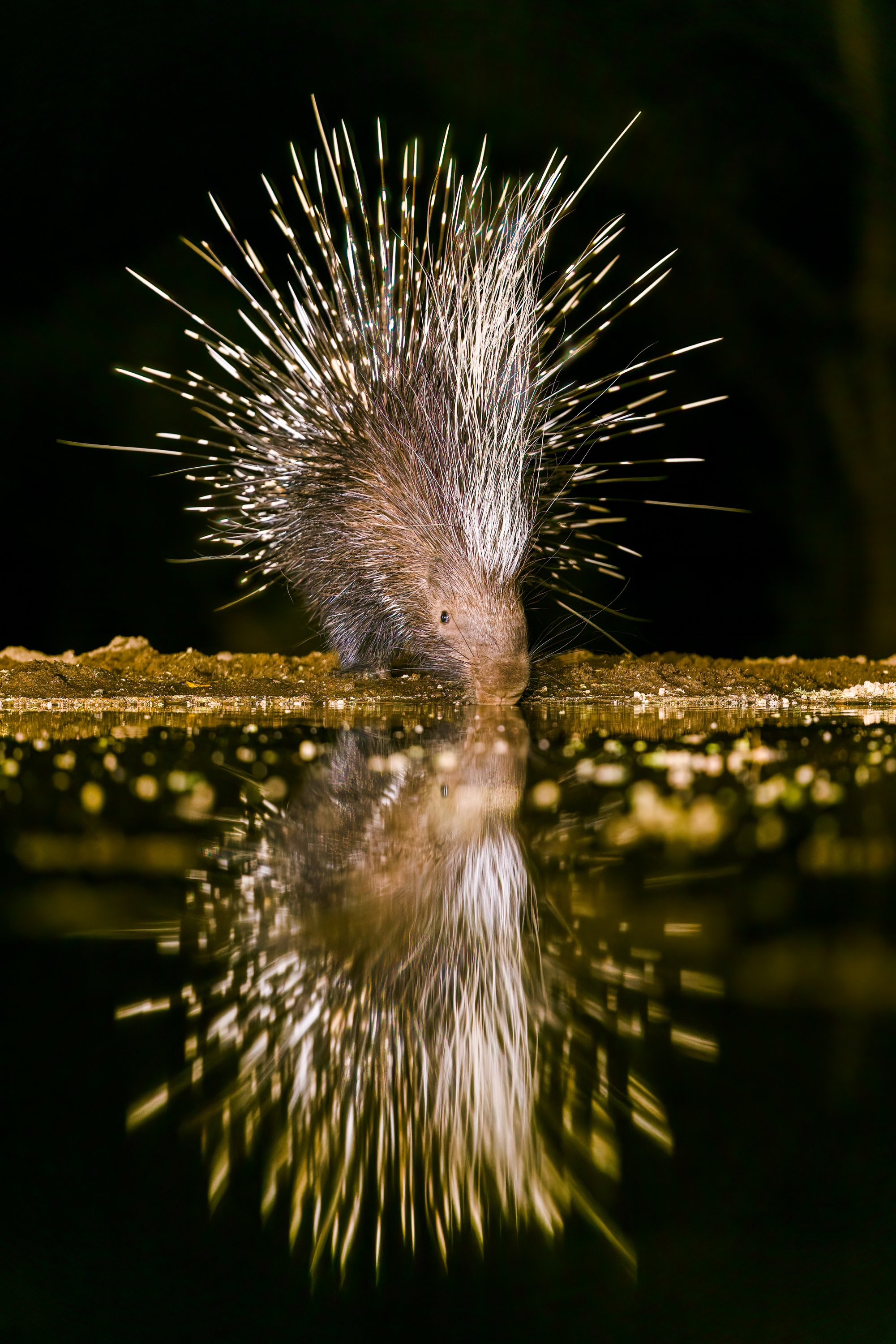 Porcupine