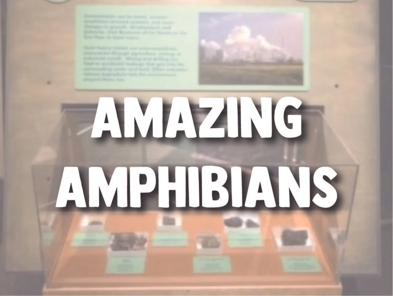 Amazing Amphibians