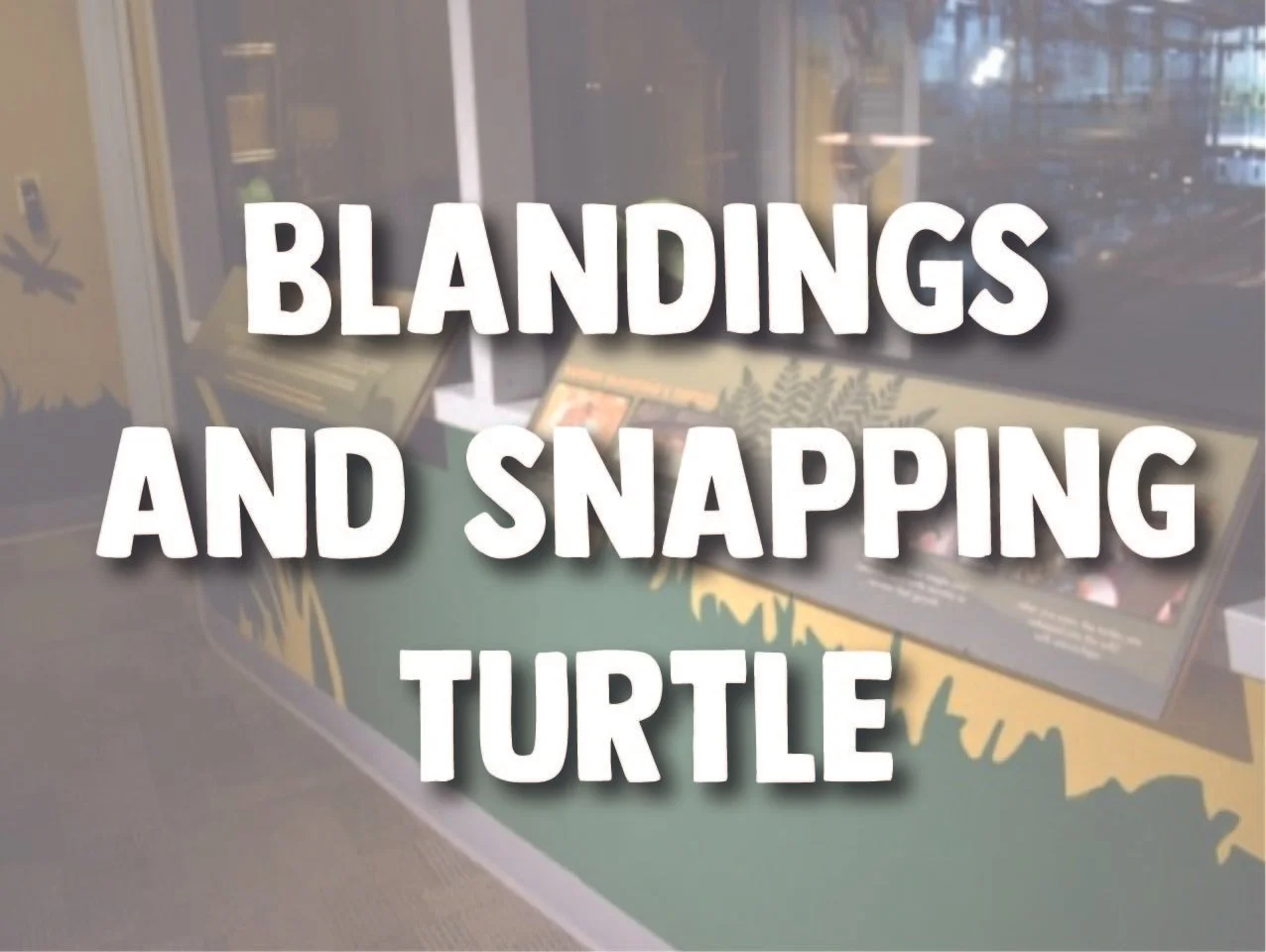 Blandings & Snapping Turtle
