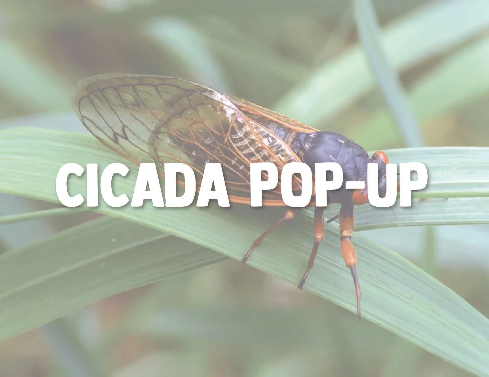 Cicada Pop up