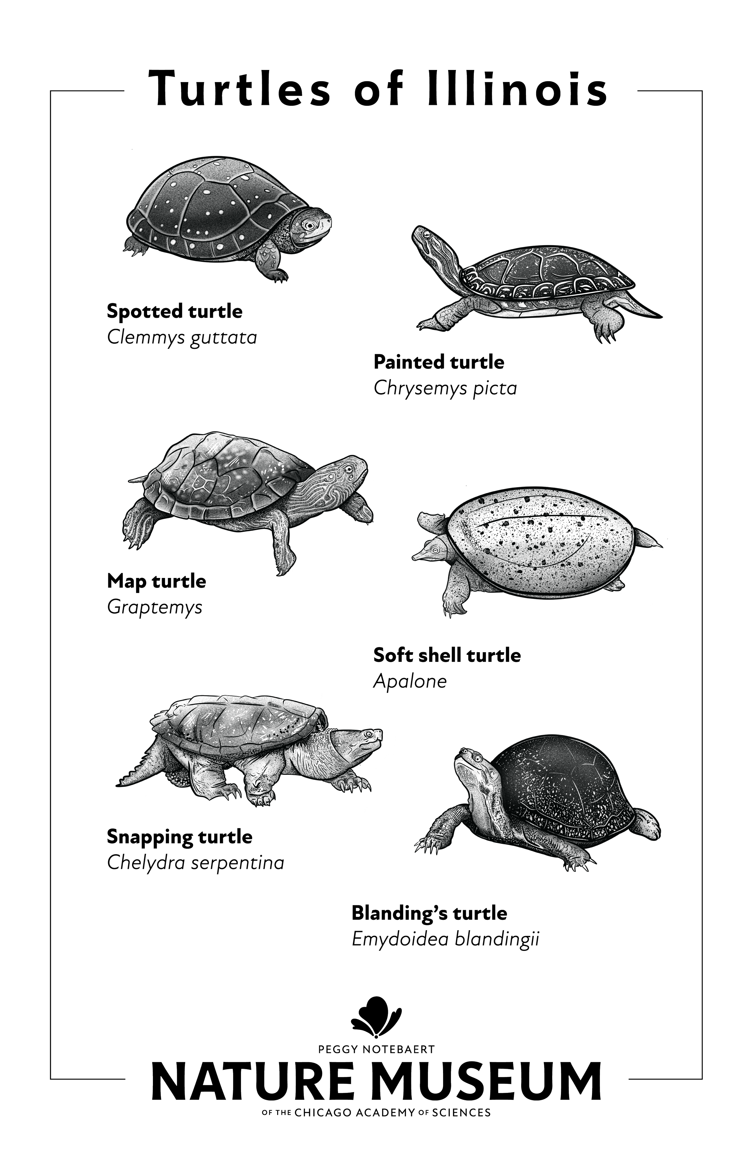 Turtles Tea Towels 2025 7-31-2025-01.png