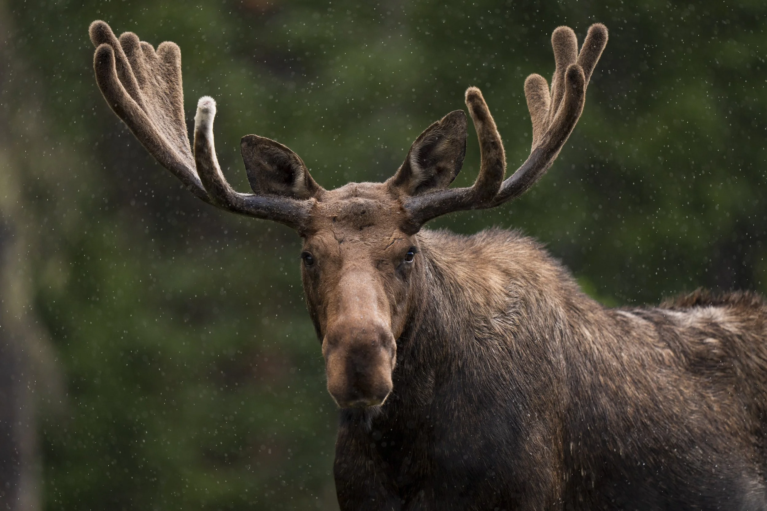 Mit Moose DIRKSEN PHOTOGRAPHIC — Photographer’s Guide to Capturing the Majesty of ...