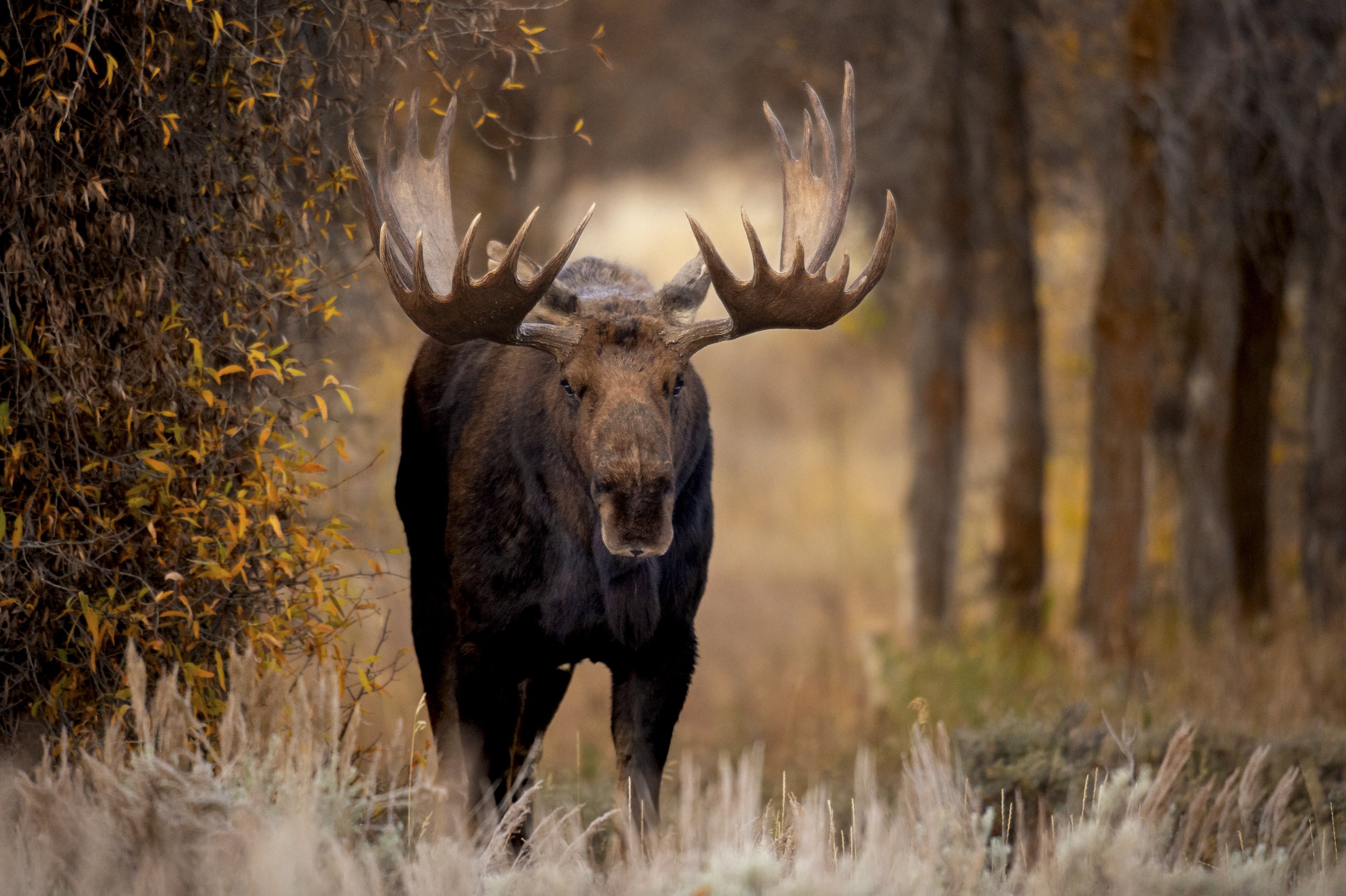 Mit Moose DIRKSEN PHOTOGRAPHIC — Photographer’s Guide to Capturing the Majesty of ...