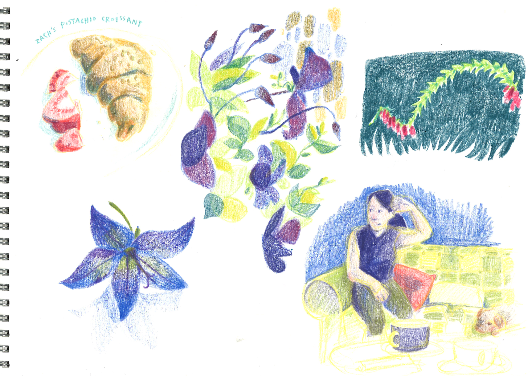 pembs sketches.png