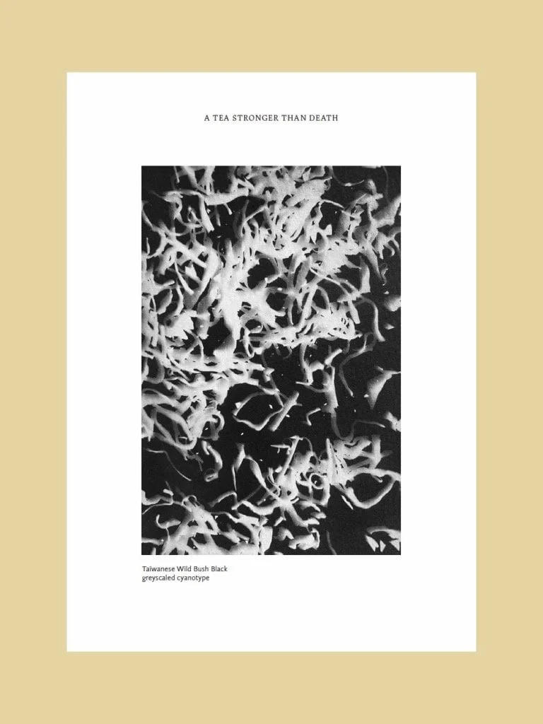 Microscopic view of Taiwanese Wild Bush Black cyanotype plant tissue, detailed in black and white.