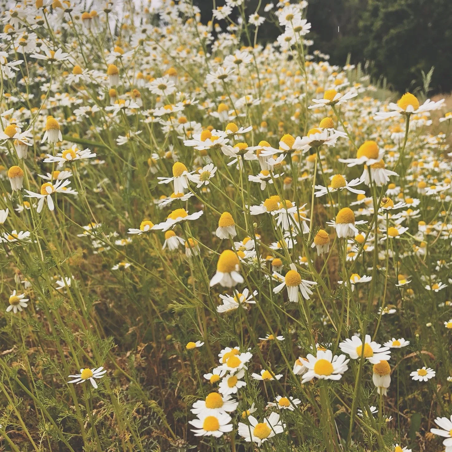 The gentle warmth of late summer. 
Heady scent of meadowsweet in the air. The countryside glows golden, buzzing with life.  A gift of abundance. The Summer&rsquo;s light ripens the fruit and vegetables ready for harvesting..
We&rsquo;re ready for som
