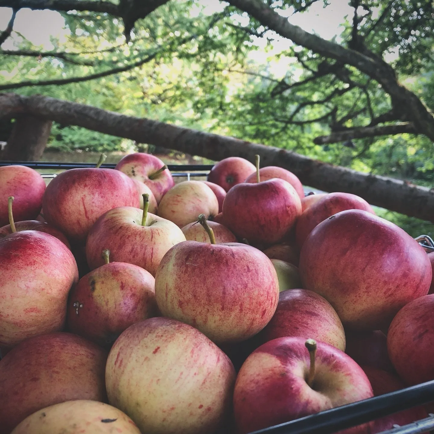 We&rsquo;ve been busy gathering, preserving and harvesting in the golden light ahead of our brand new Autumn menu.
Our new menu features many preserves made from the best of nature&rsquo;s harvests from our local hedgerows and orchards 
🍂

✨We have 