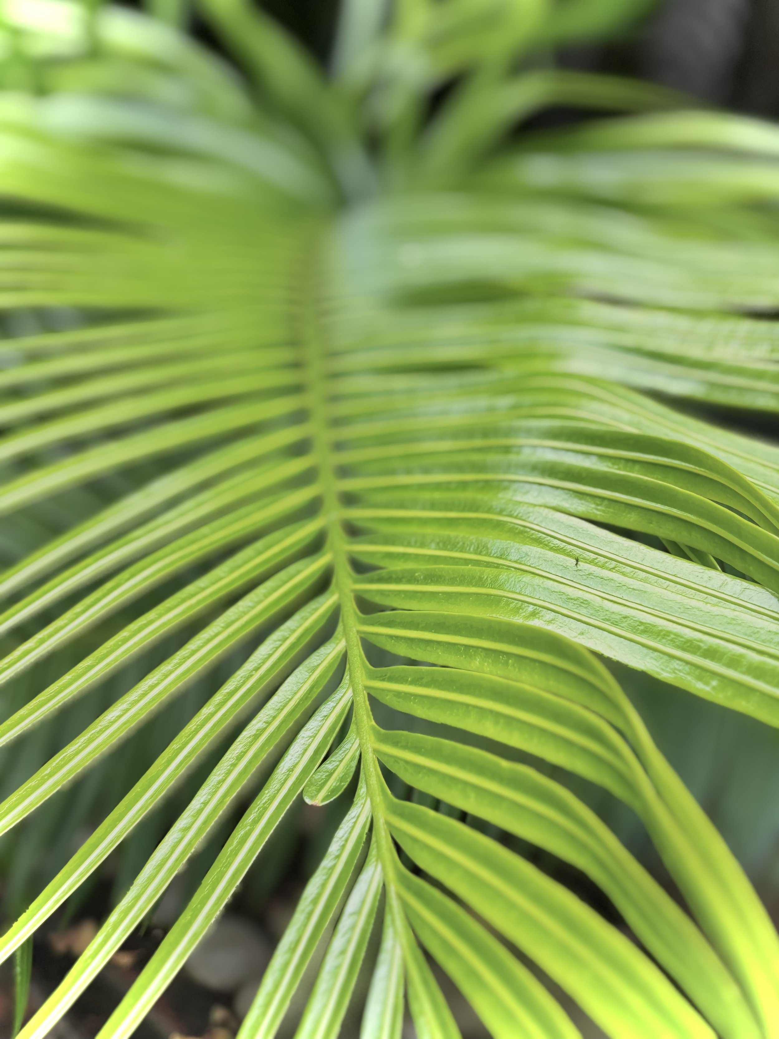 Filipino Palm Tree Leaf