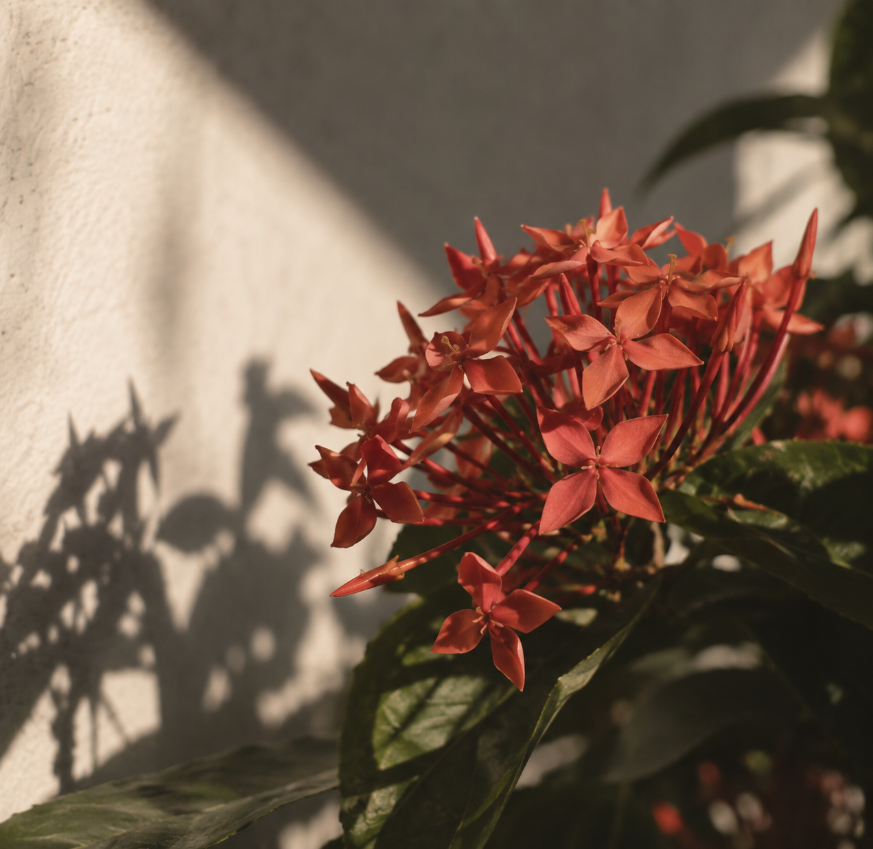 Santan Flower Filipino Flower