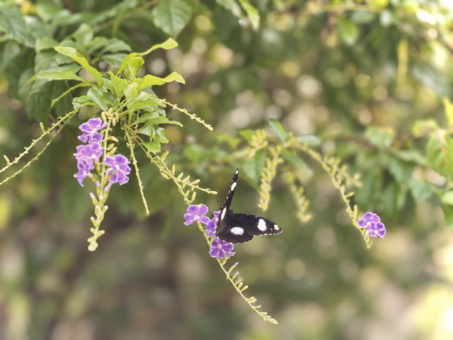 Purple Flowers and a Butterfly on them