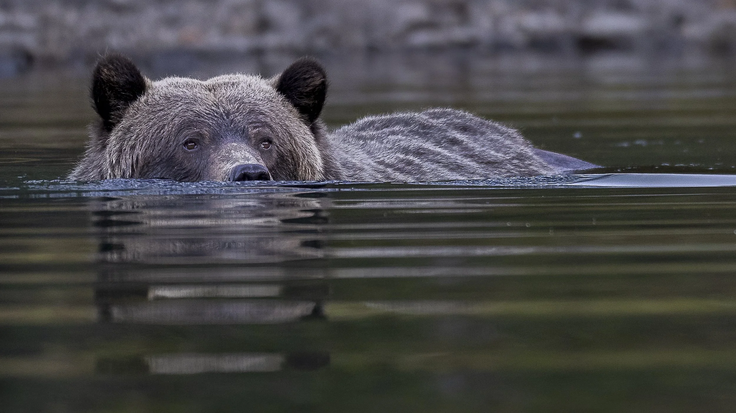 A bear swimming in a body of water