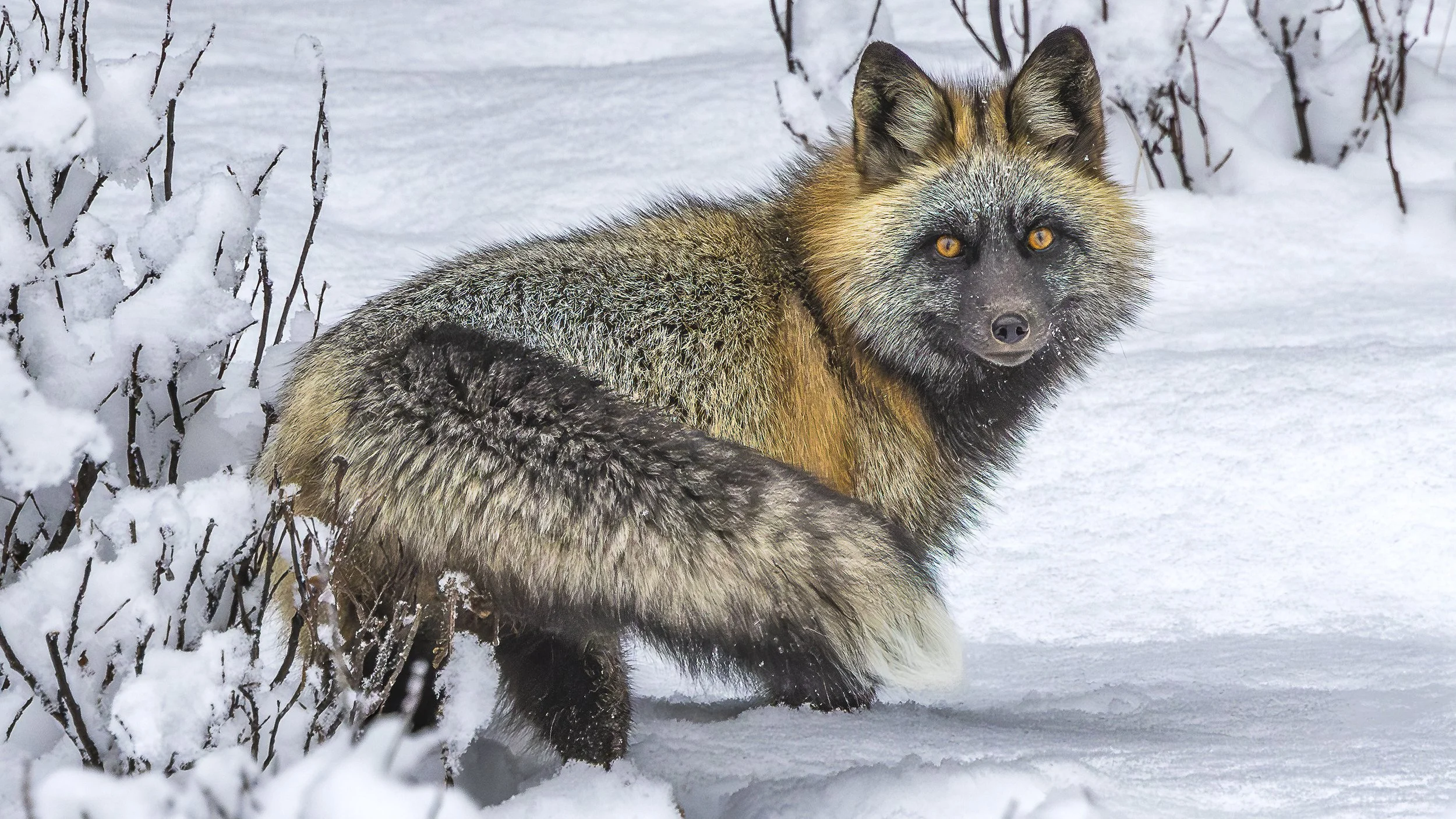 A fox in snow during winter, with snow-covered bushes nearby.