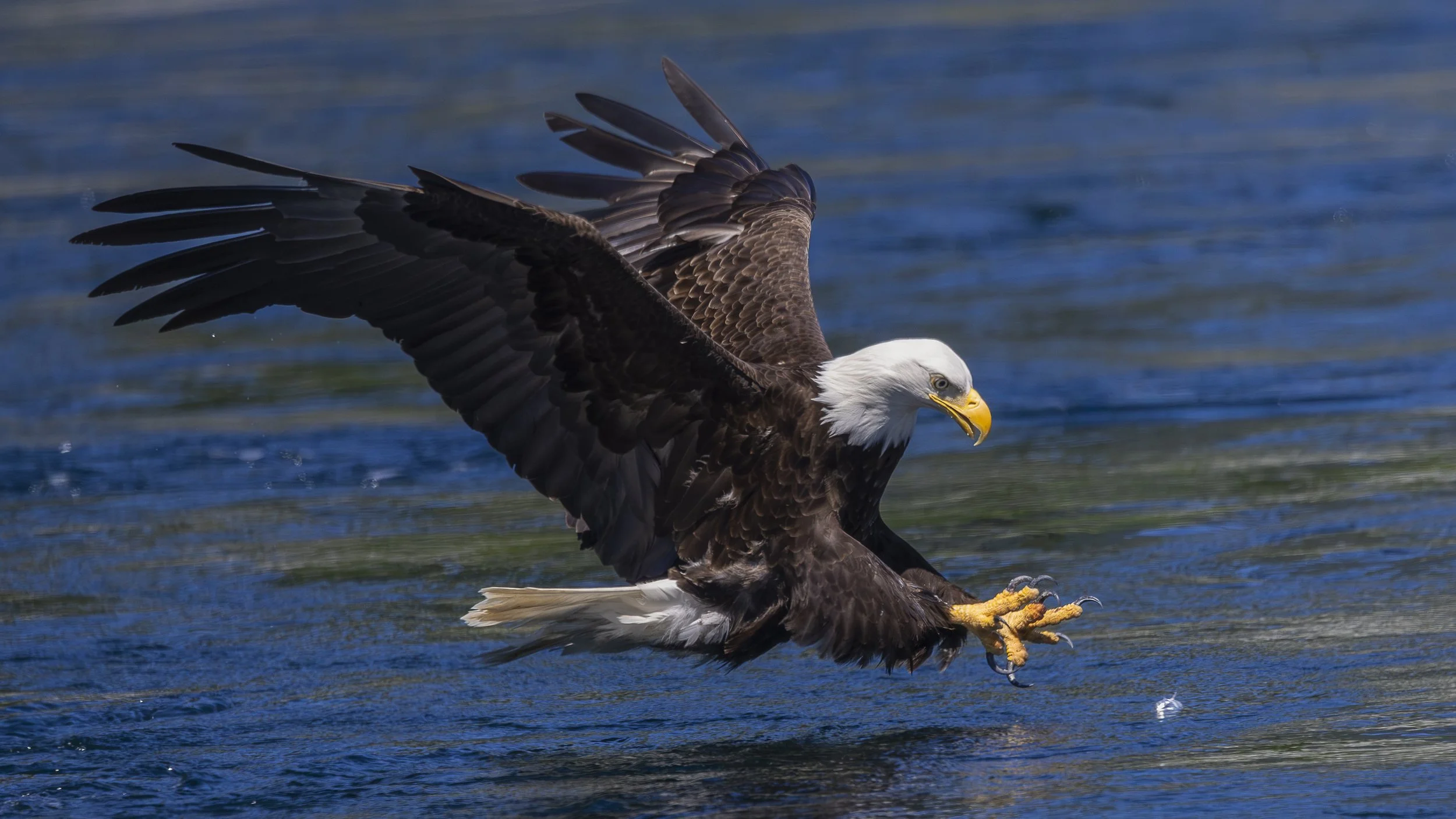 Bald eagle with wings spread, swooping down to catch fish from a body of water.