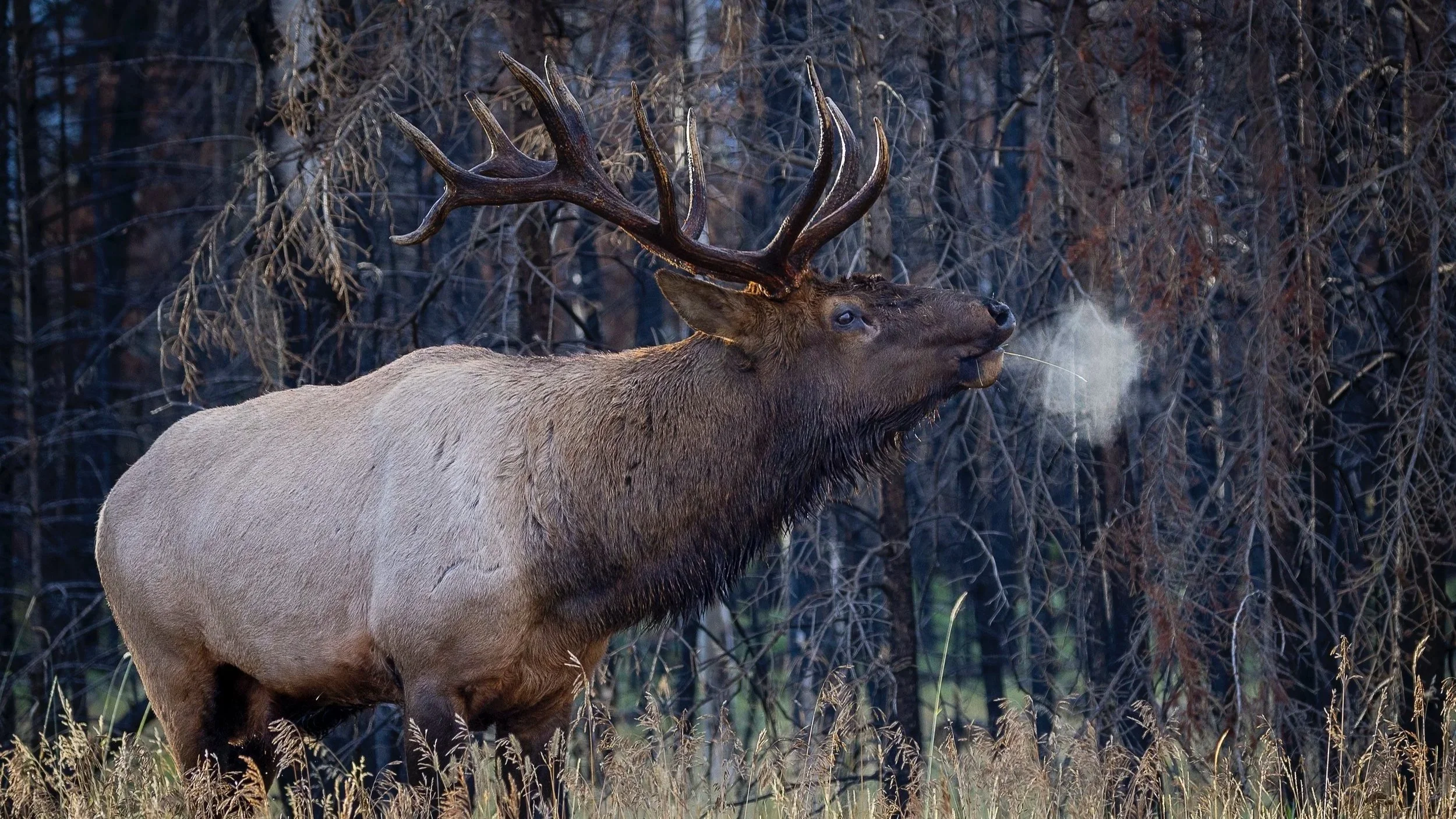 A bull elk releasing breath into the cold air in a forested area.