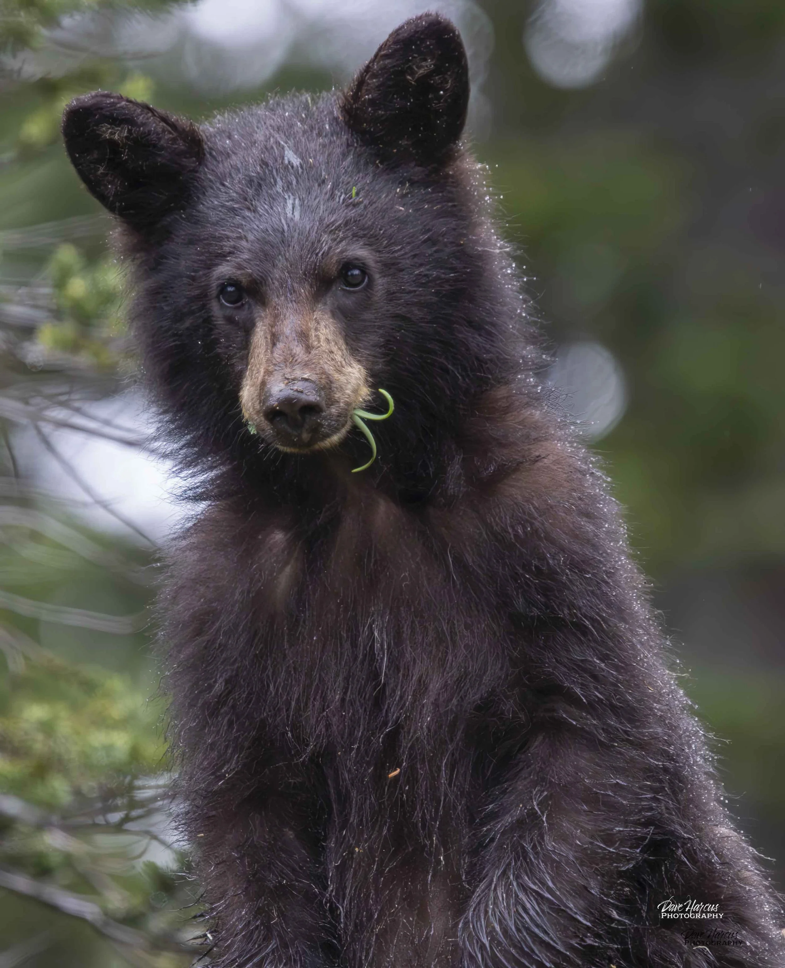 Do I have something in my teeth?