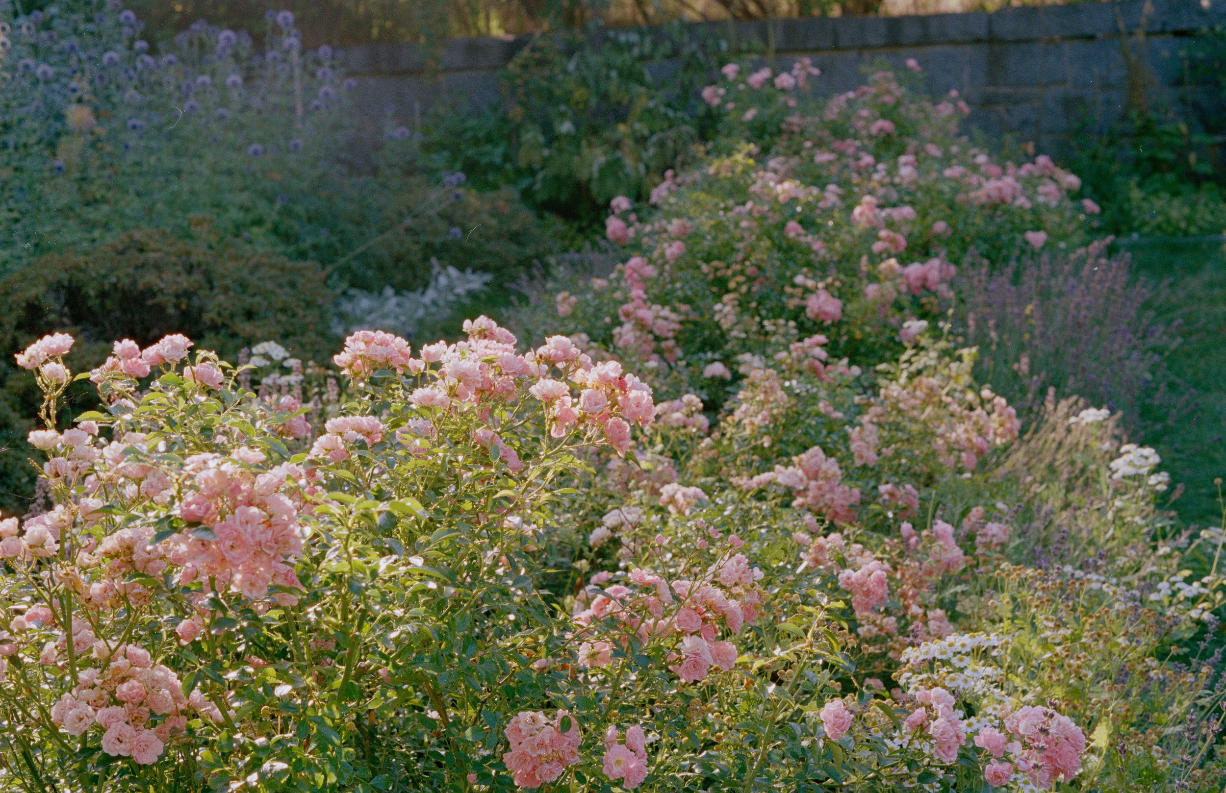 Untitled, from New Eden, 35mm color film photograph. 2025