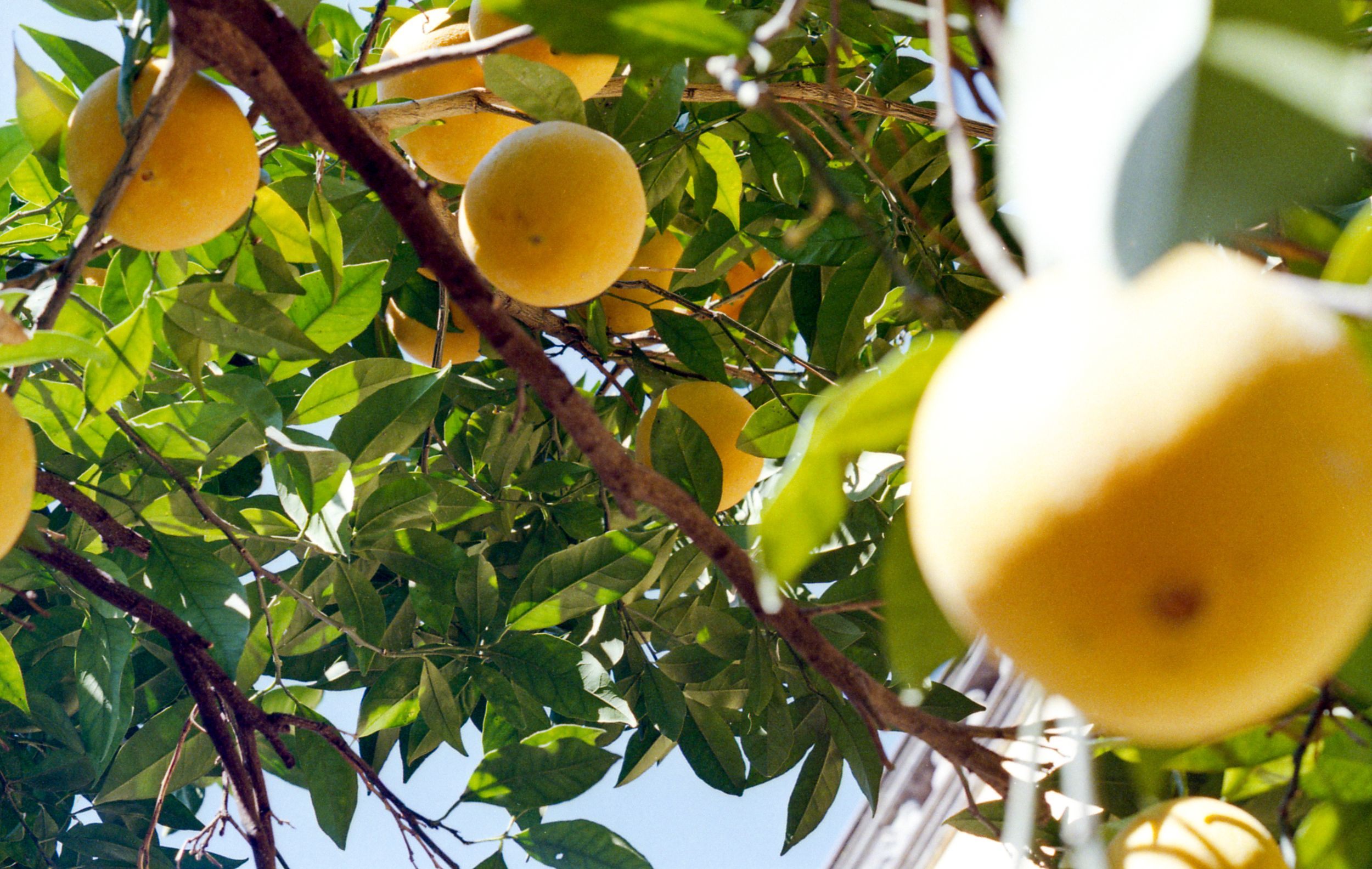 Lemons, from Matrilineal Inheritance, color film photograph. 2024