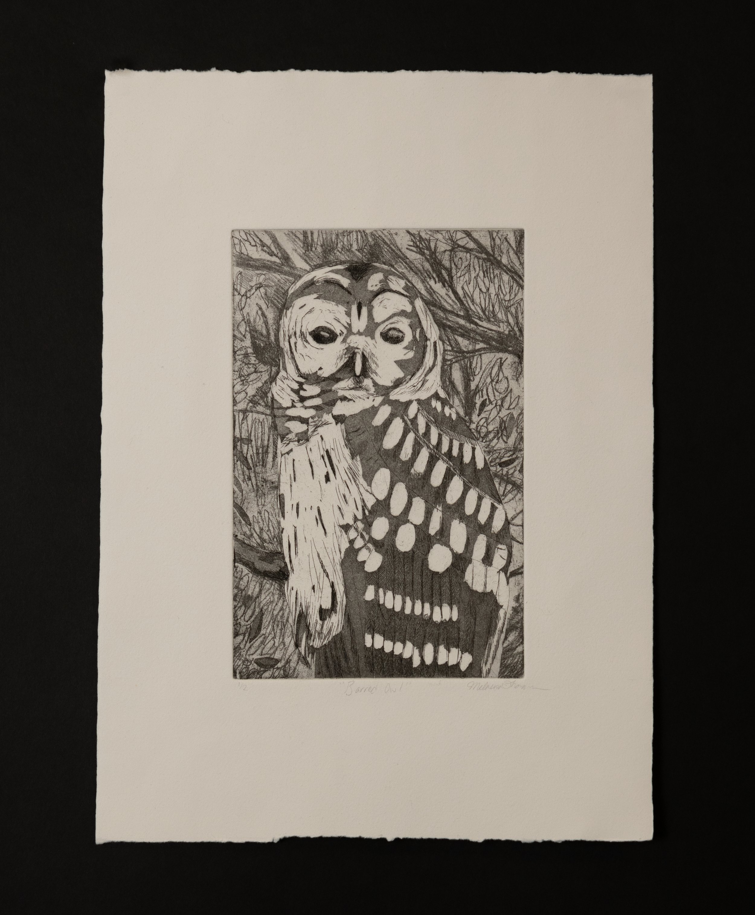 Barred Owl, Etching. 2025