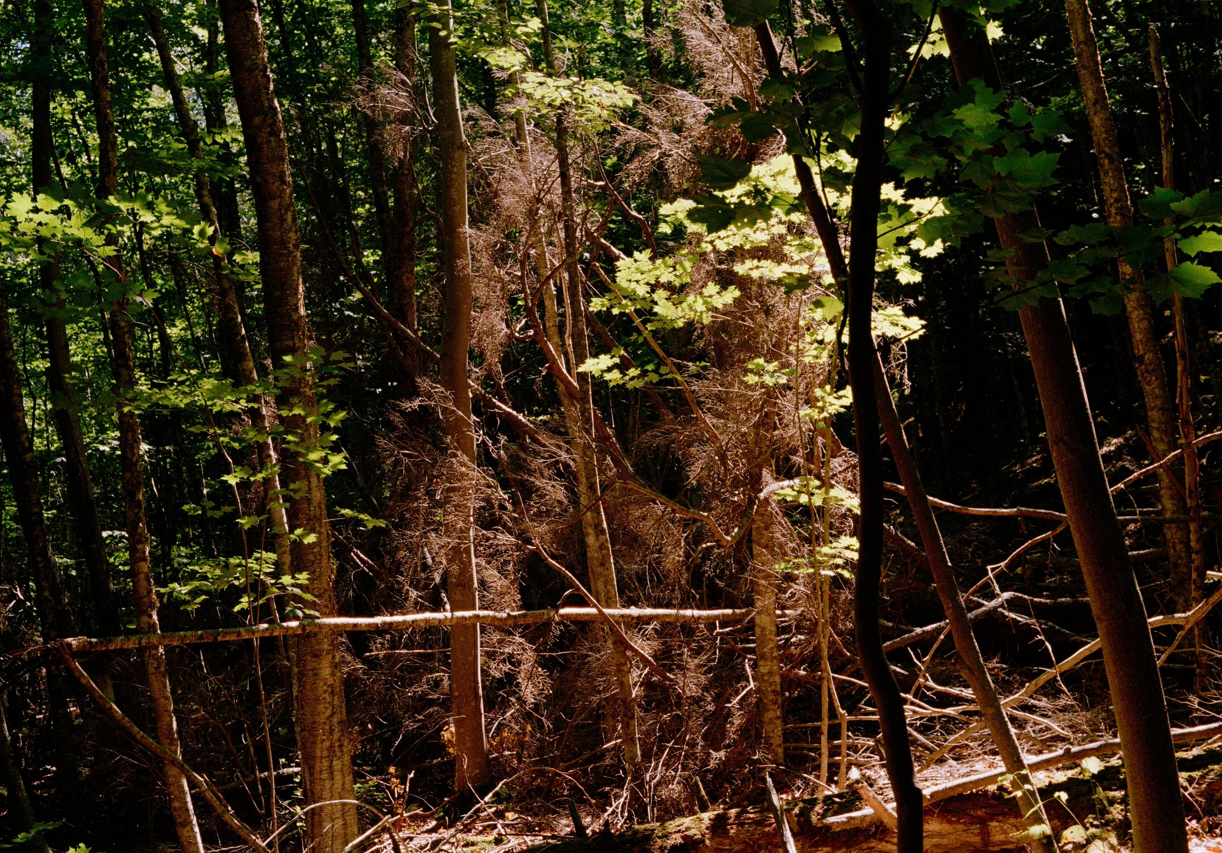 Untitled, from New Eden, 35mm color film photograph. 2025