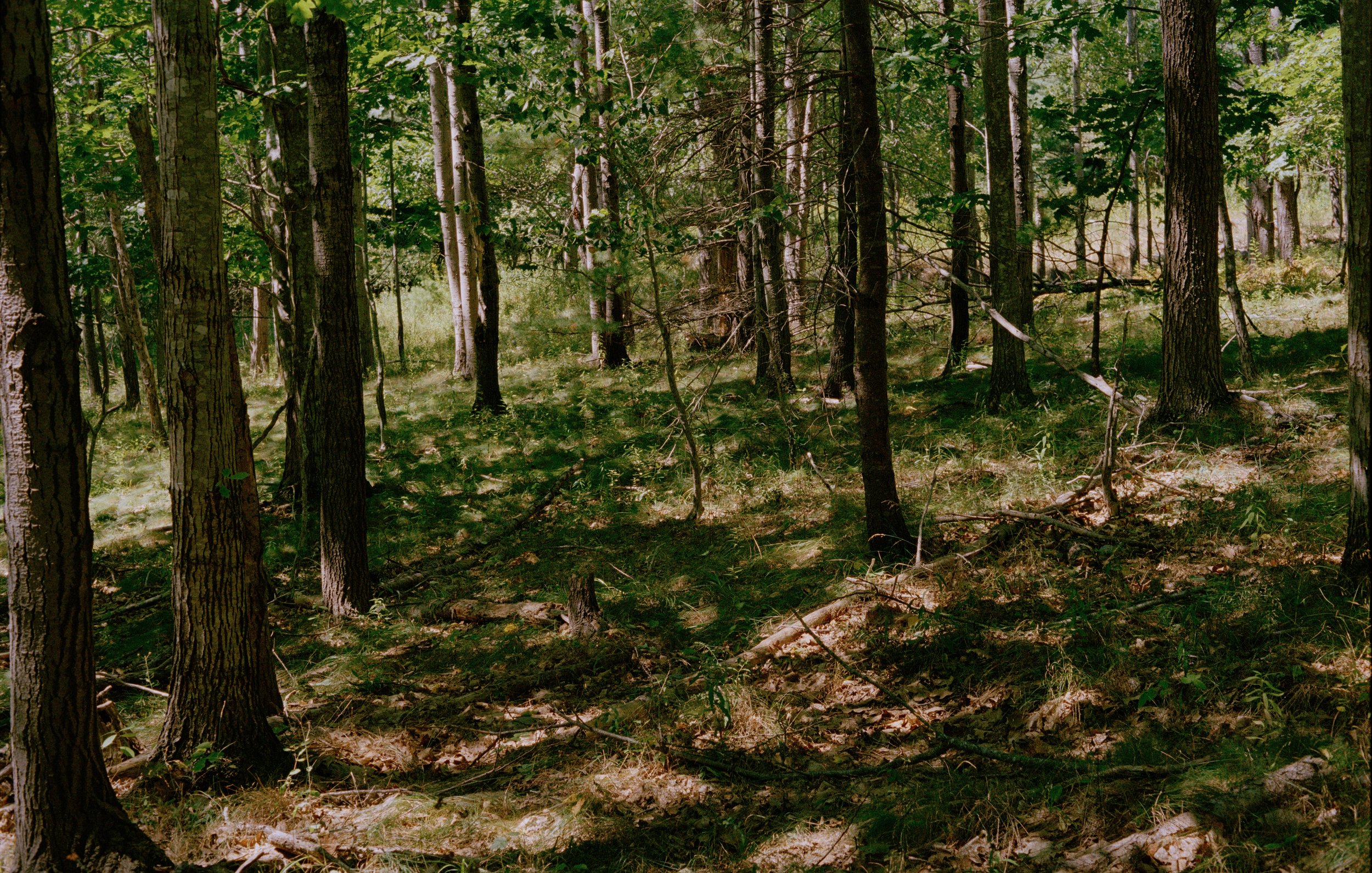 Untitled, from New Eden, 35mm color film photograph. 2025