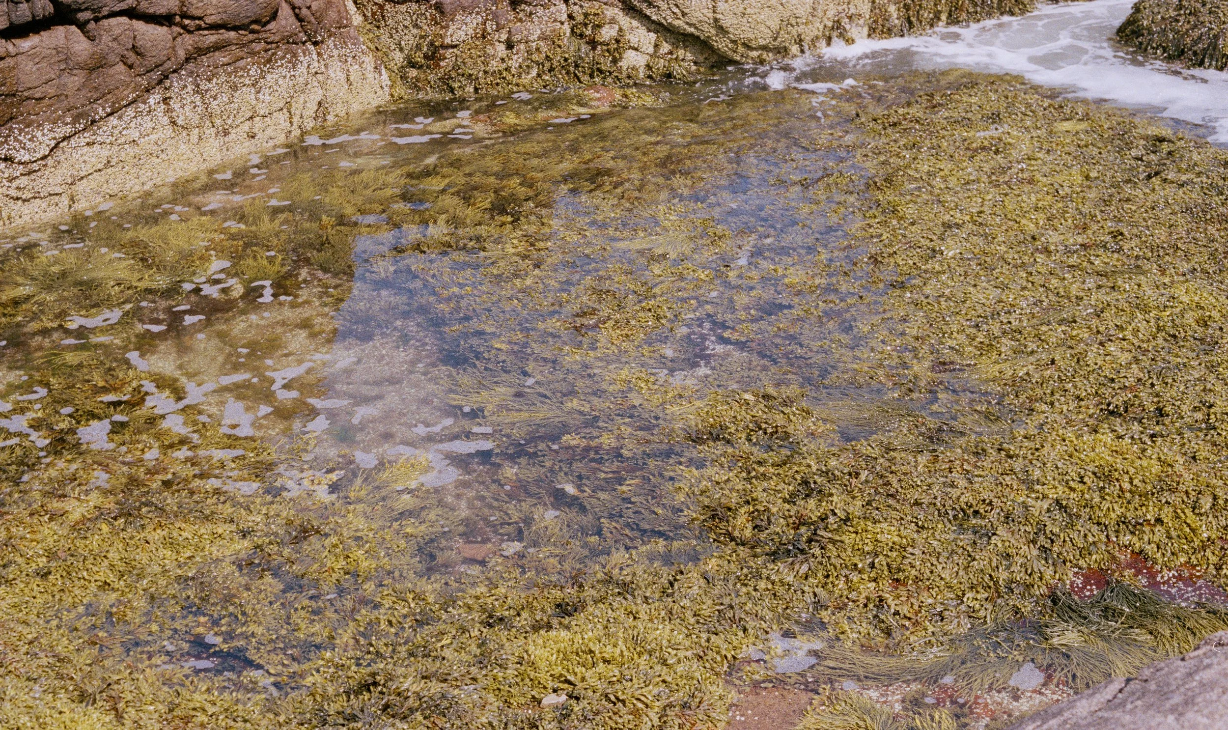 Untitled, from New Eden, 35mm color film photograph. 2025