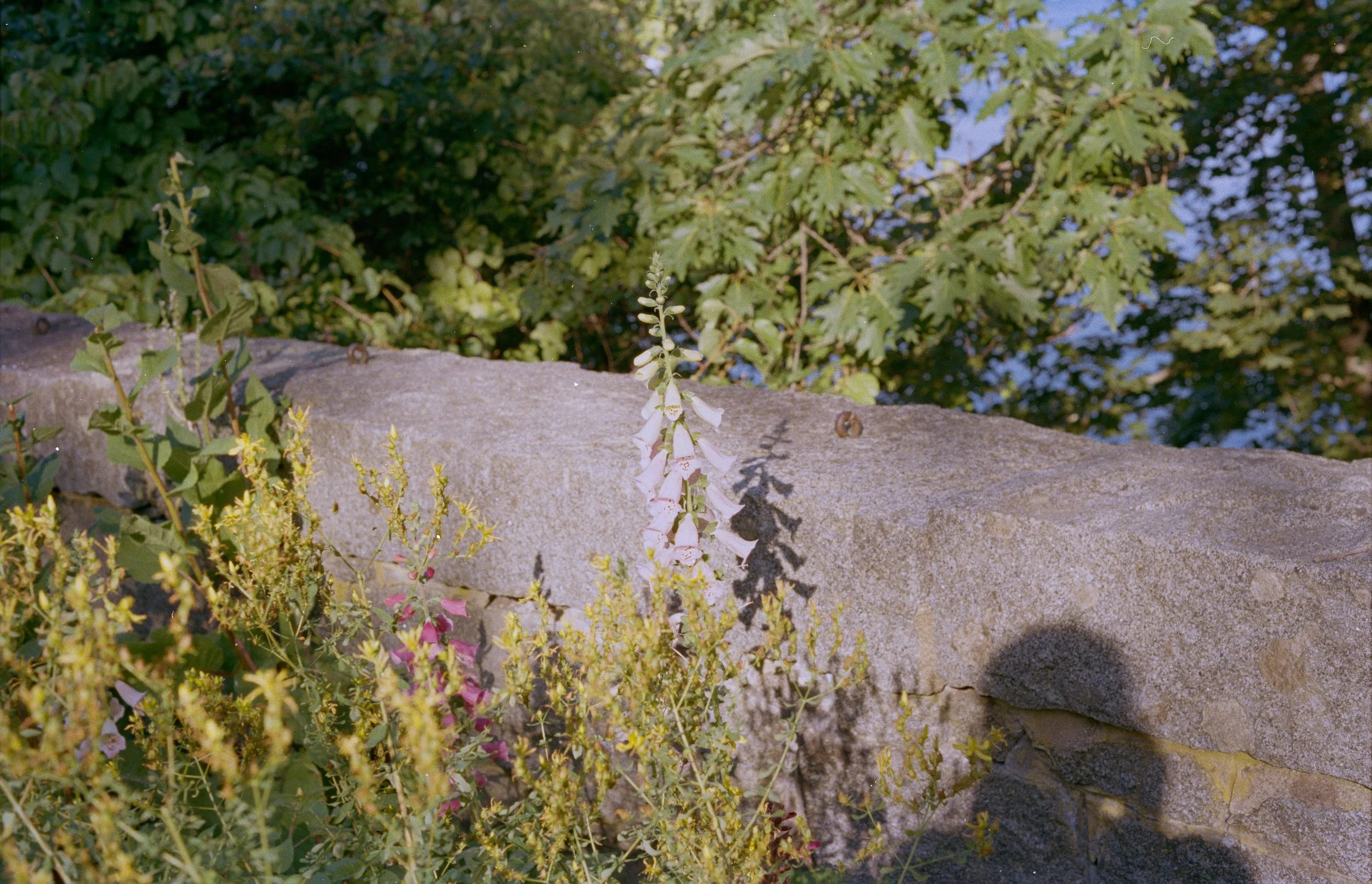 Untitled, from New Eden, 35mm color film photograph. 2025