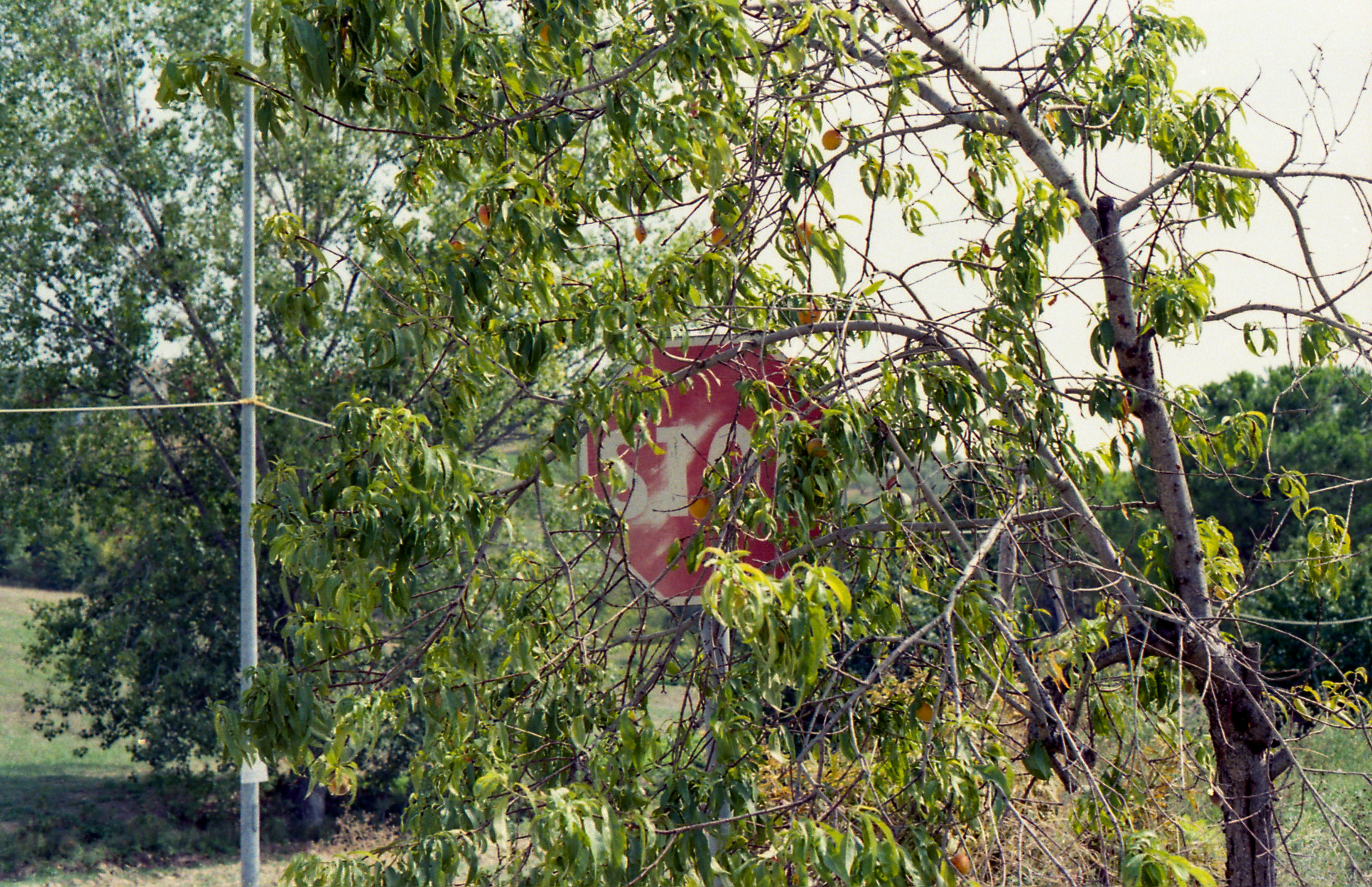 Mosciano Sant'Angelo, from Matrilineal Inheritance, color film photograph. 2024