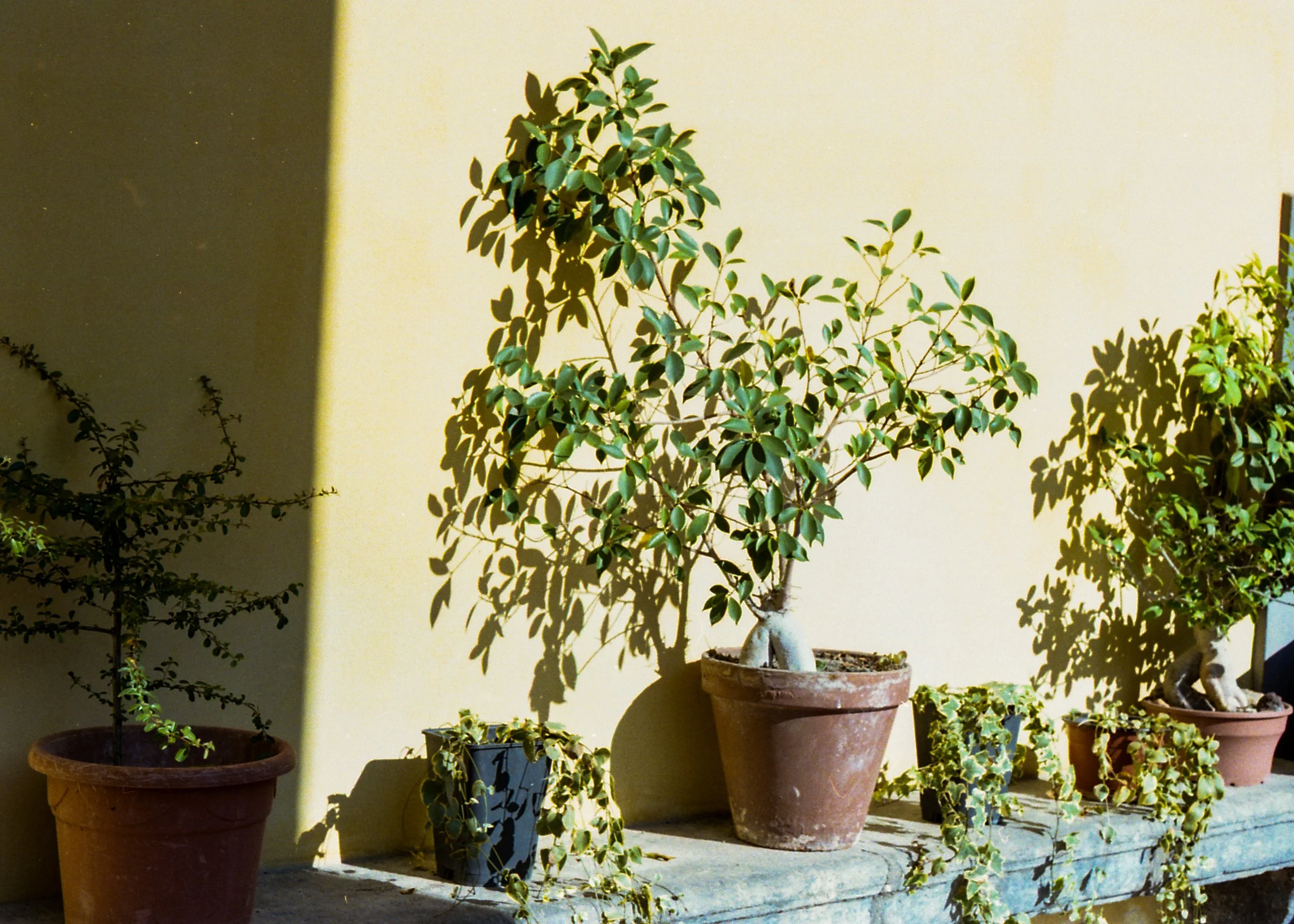 Napoli, from Matrilineal Inheritance, color film photograph. 2024