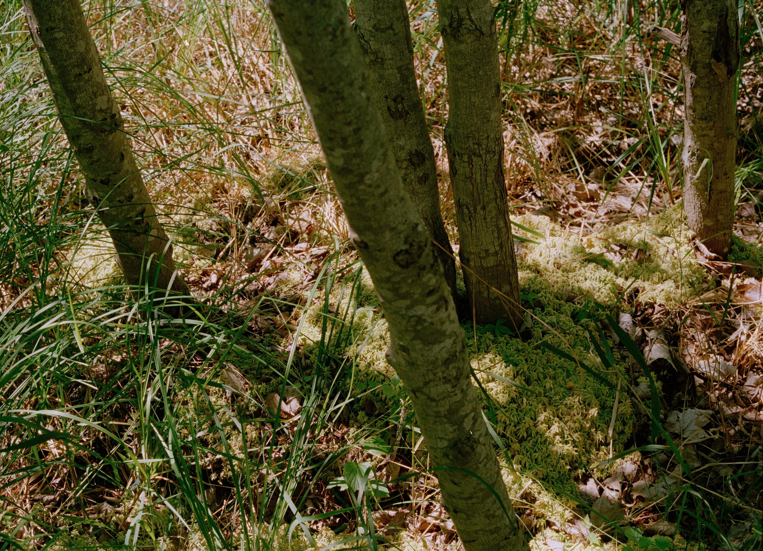 Untitled, from New Eden, 35mm color film photograph. 2025