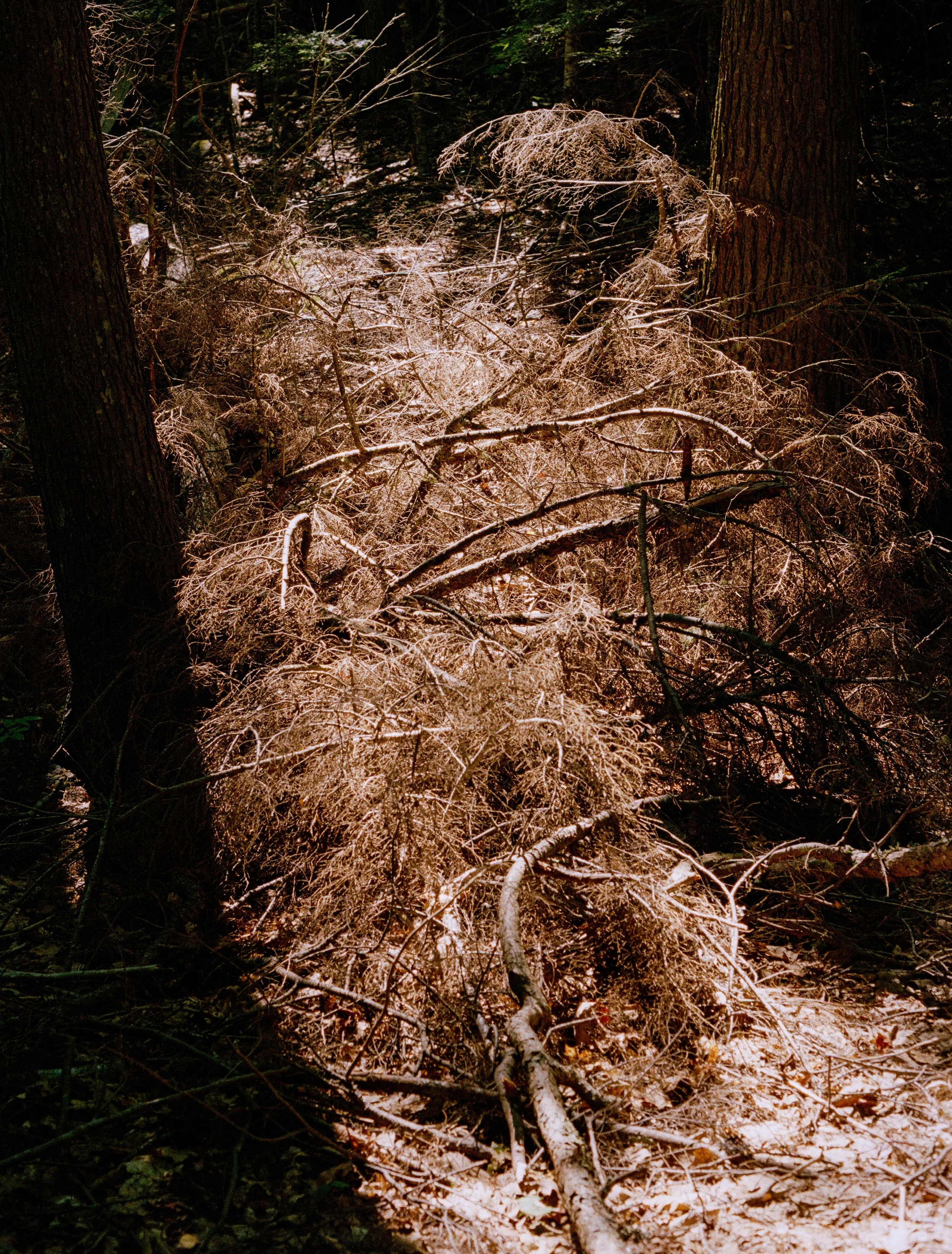 Untitled, from New Eden, 35mm color film photograph. 2025