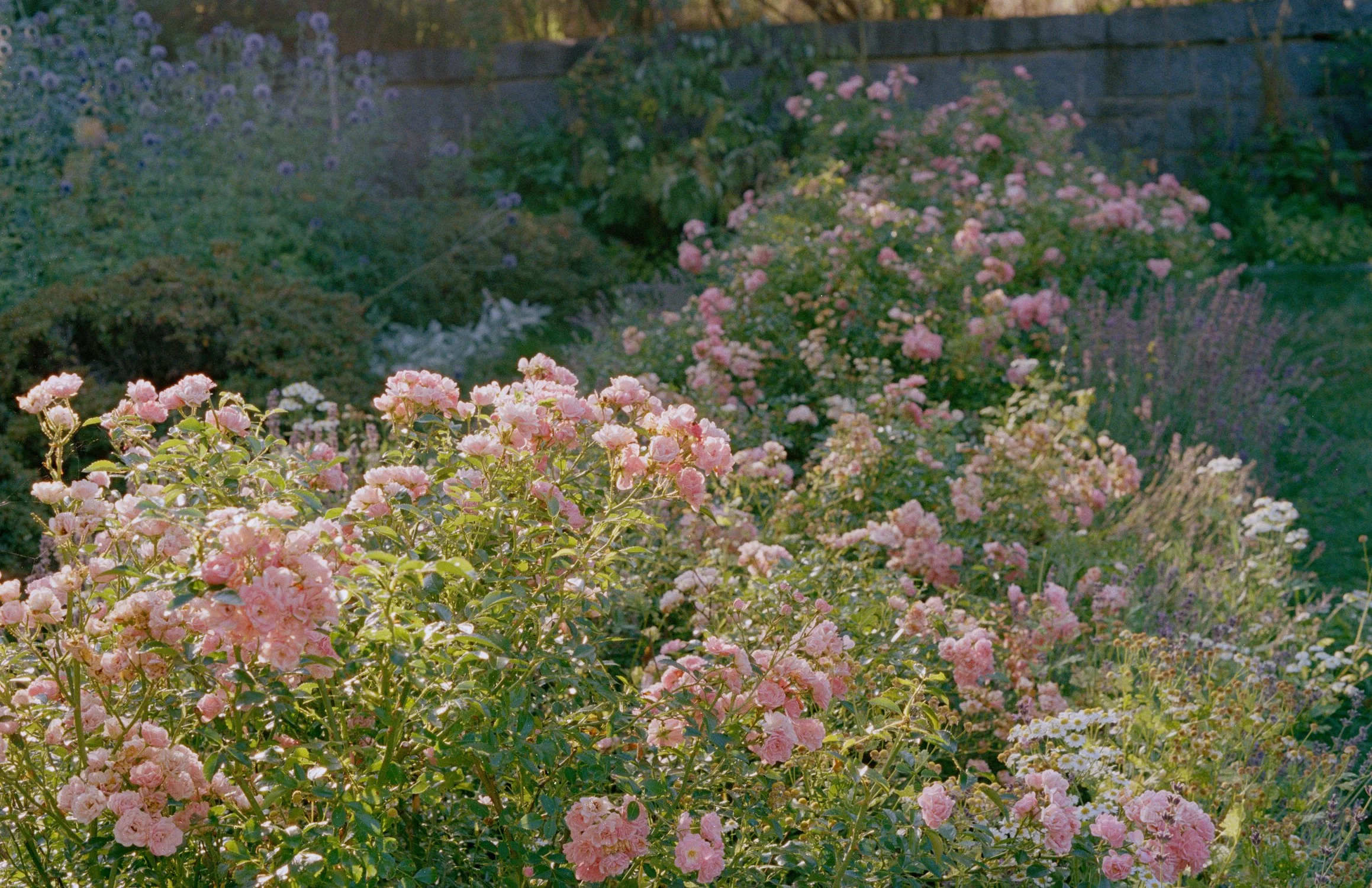 mainepinkflowers~5x7.jpg