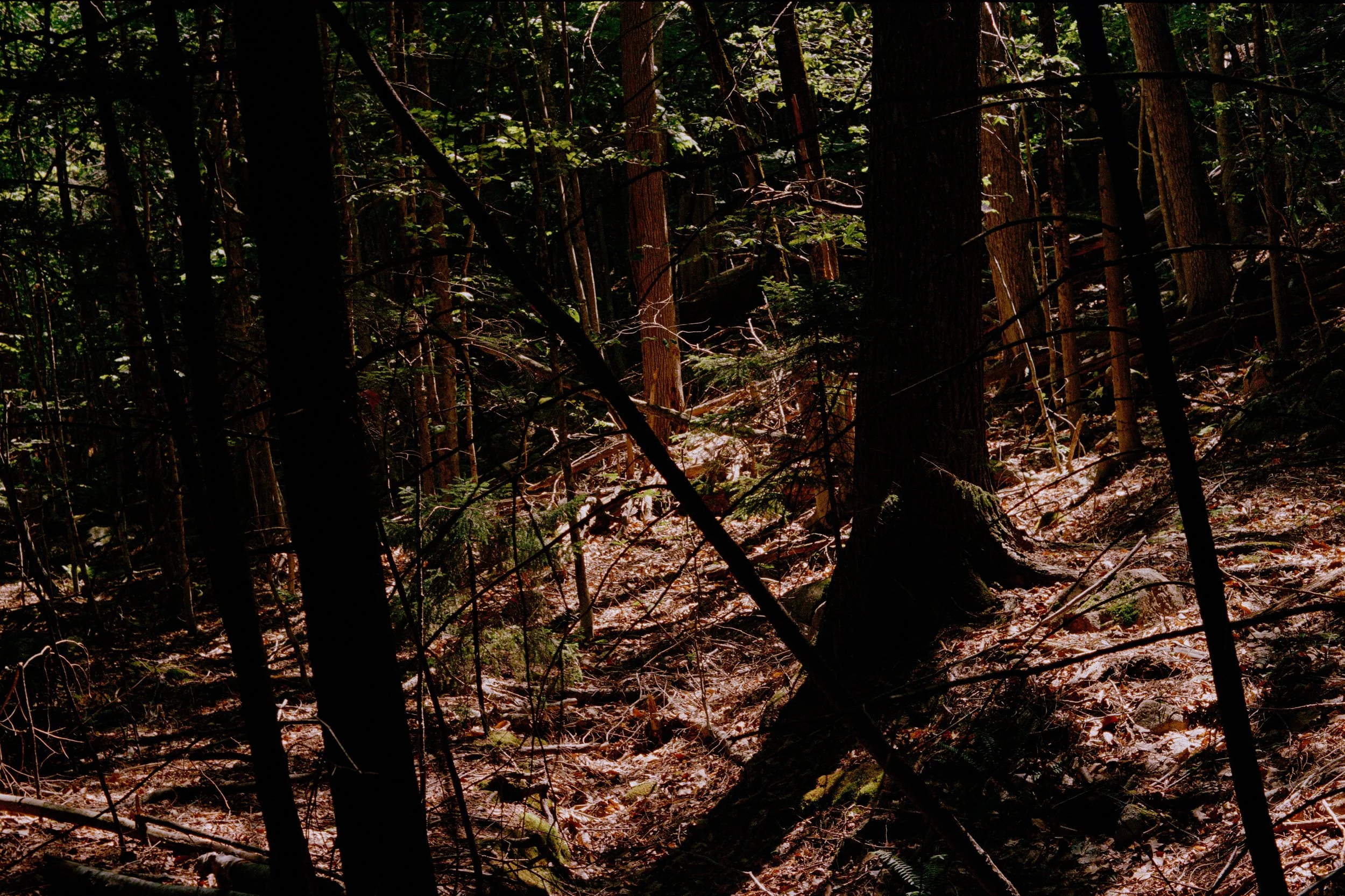 Untitled, from New Eden, 35mm color film photograph. 2025