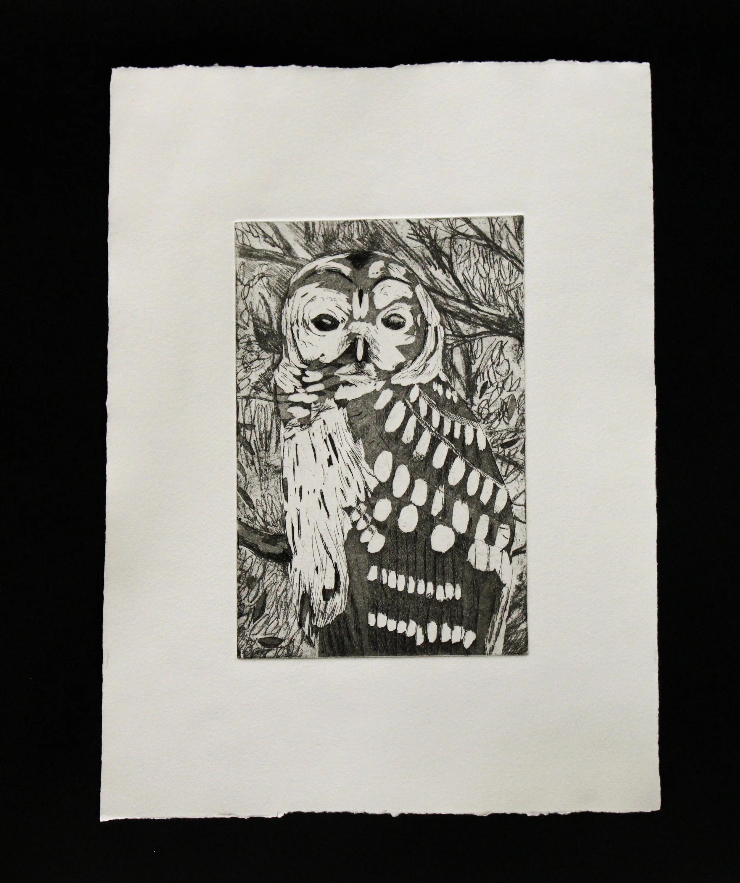 Barred Owl, Etching. 2026
